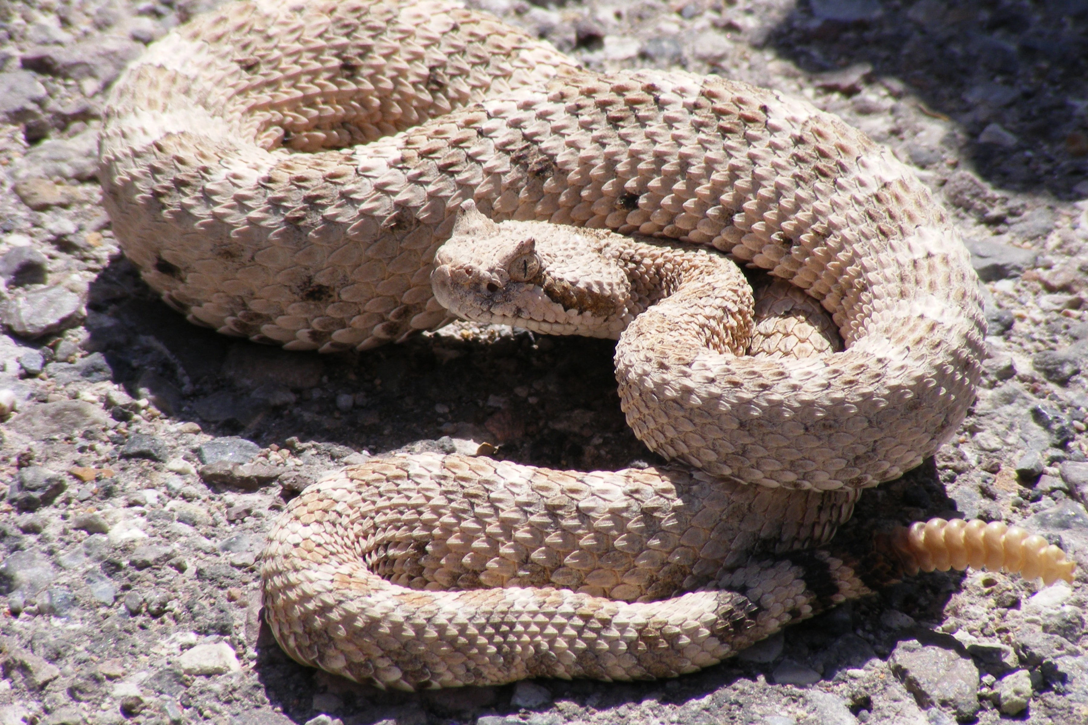 cascabel, animales, 2K, serpiente, reptil, HD Wallpaper