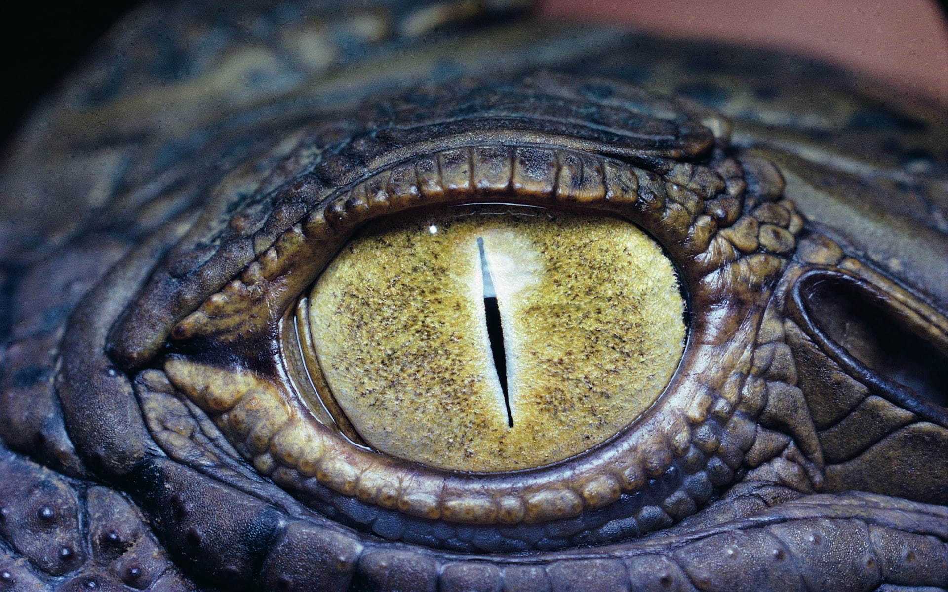 hd, art, 1080P, animals, eye, reptile, HD Wallpaper