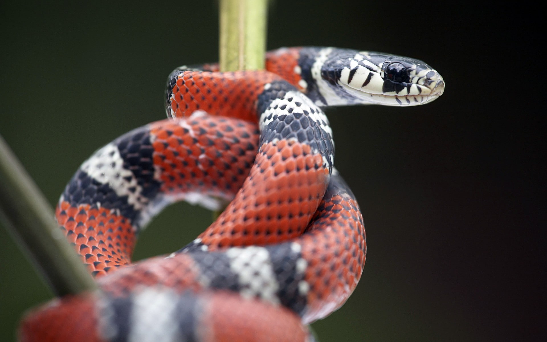 1080P, nature, reptiles, animals, snake, HD Wallpaper