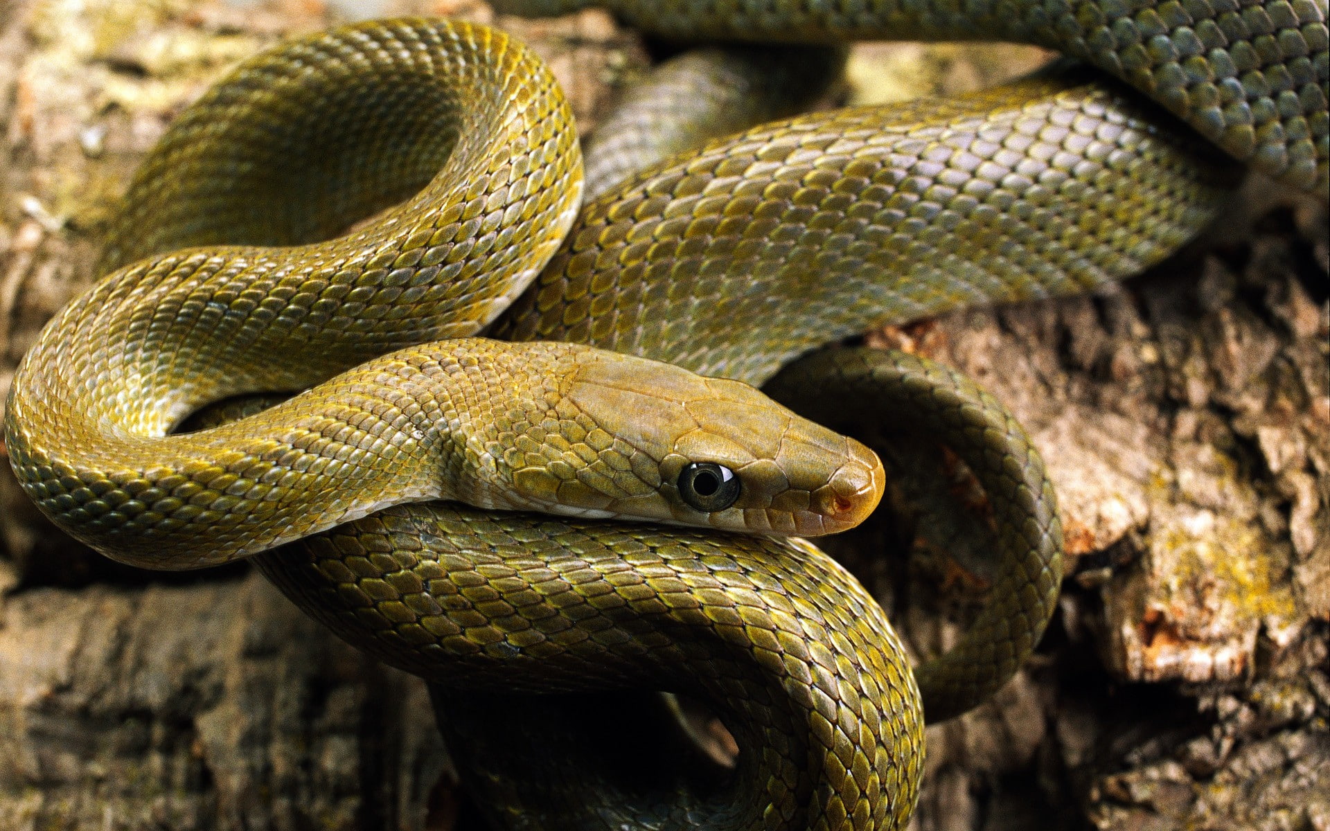 reptiles, animals, nature, 1080P, snake, HD Wallpaper