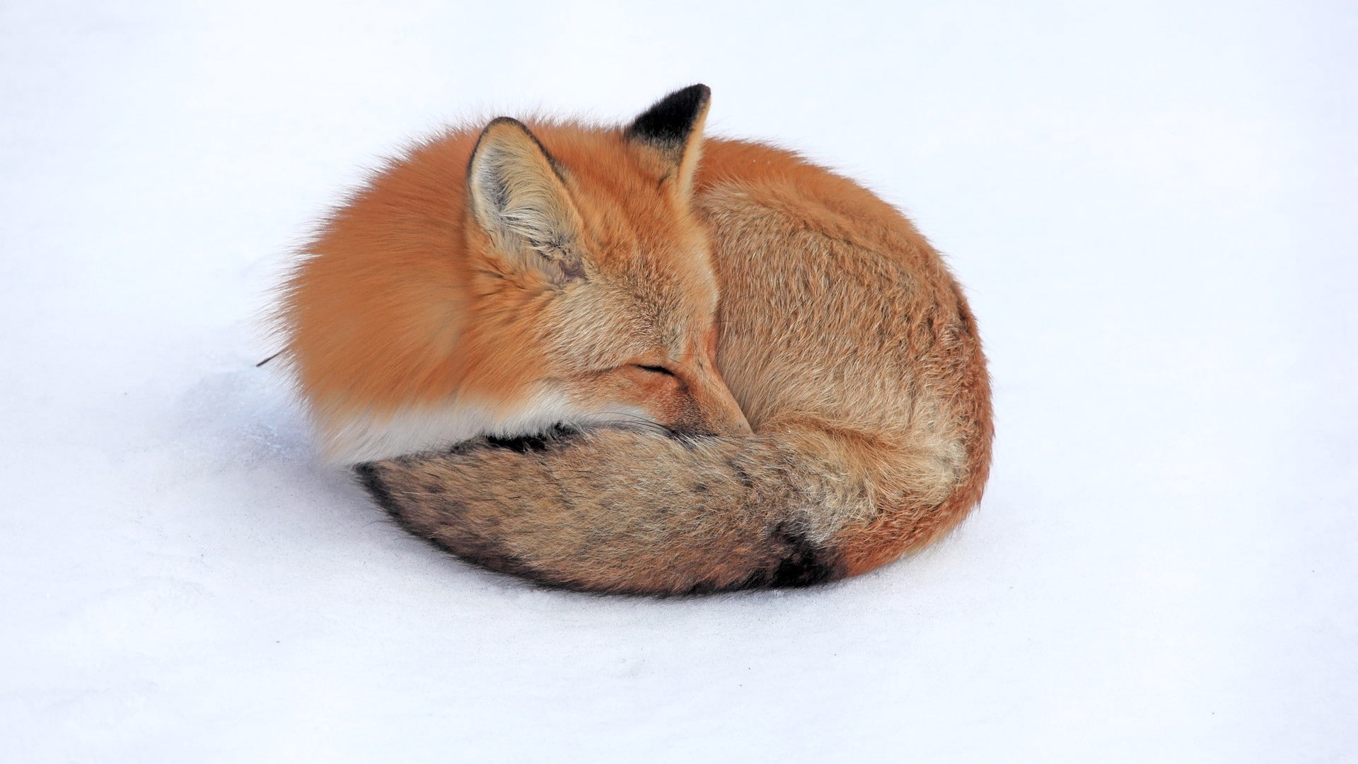 1080P, snow, down, curl up, fox, sleep, HD Wallpaper