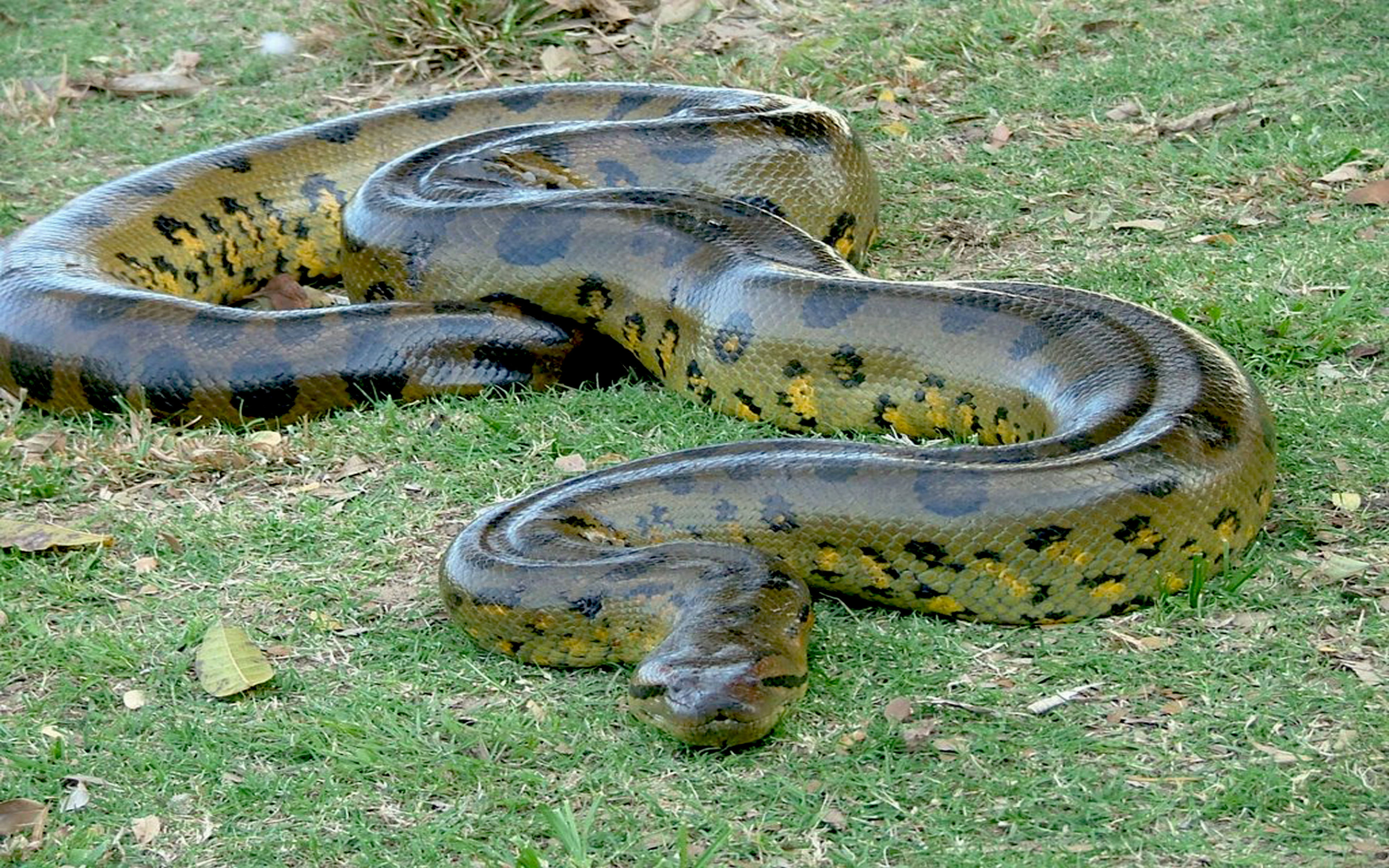 outdoors, big, reptile, hd, group of animals, animal wildlife, widescreen, snake, field, animals in the wild, land, two animals, nature, anaconda, HD Wallpaper