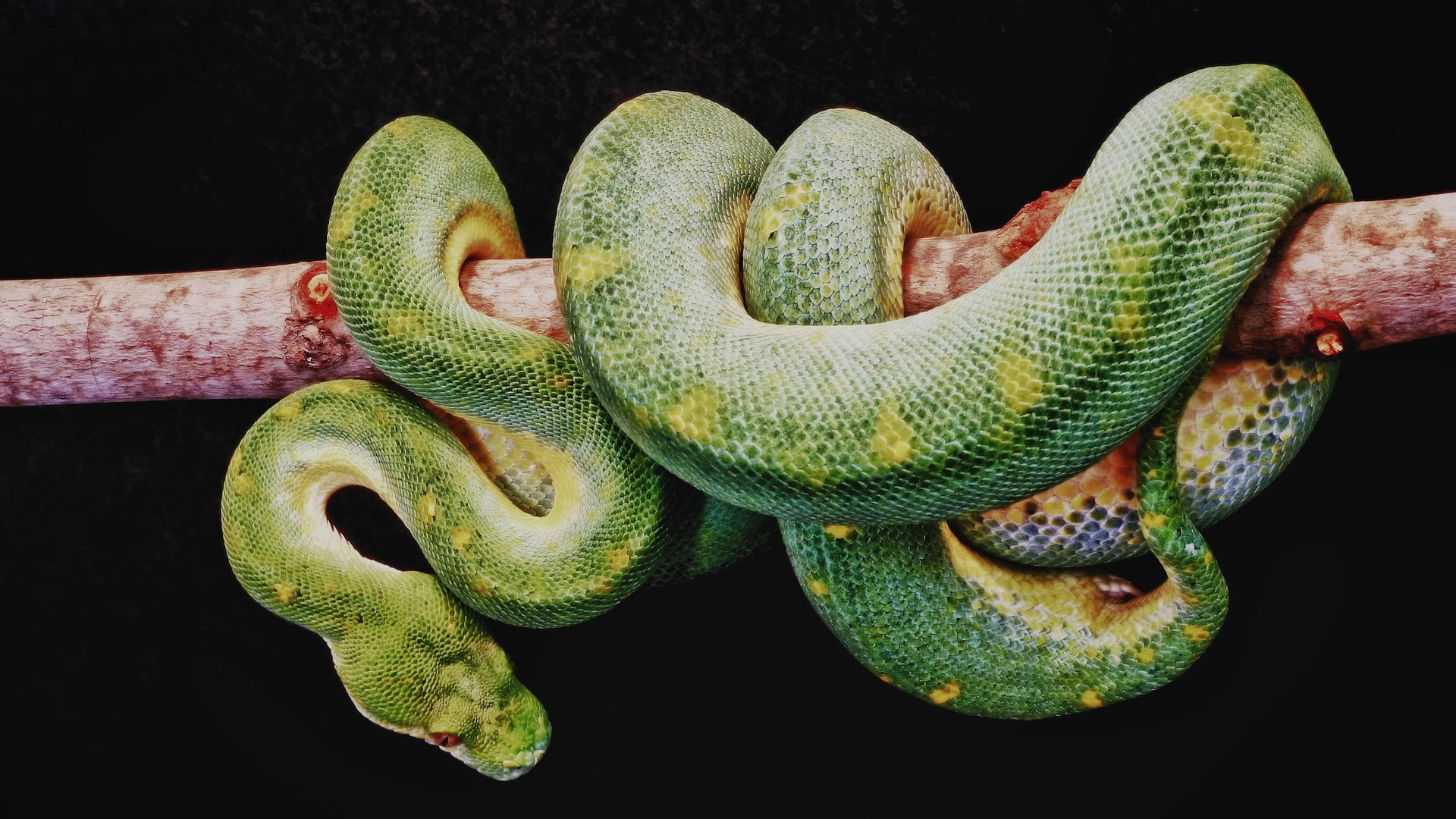plant, animals, nature, animal themes, close-up, snake, animal body part, black background, 1080P, one animal, branch, animal head, no people, reptiles, HD Wallpaper