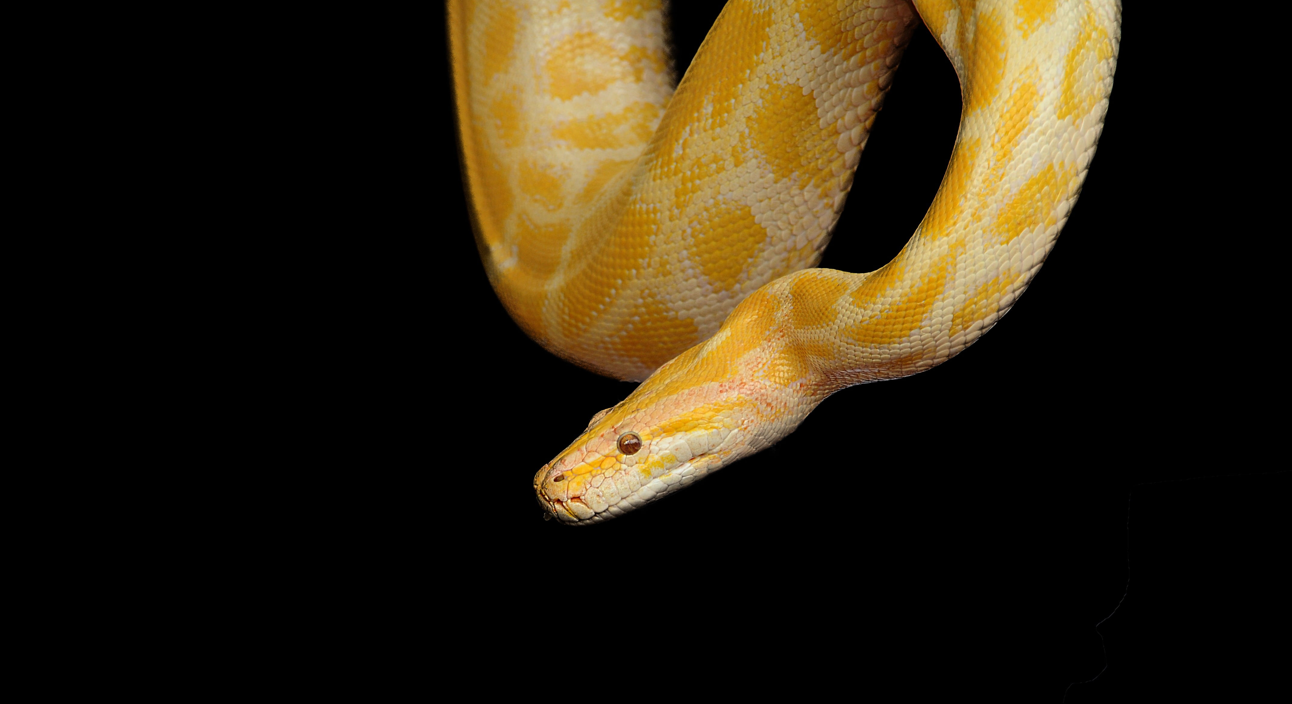 no people, nature, black background, fauna, vertebrate, yellow, one animal, animal head, animal, animal wildlife, animal themes, animal eye, 4K, animals in captivity, HD Wallpaper