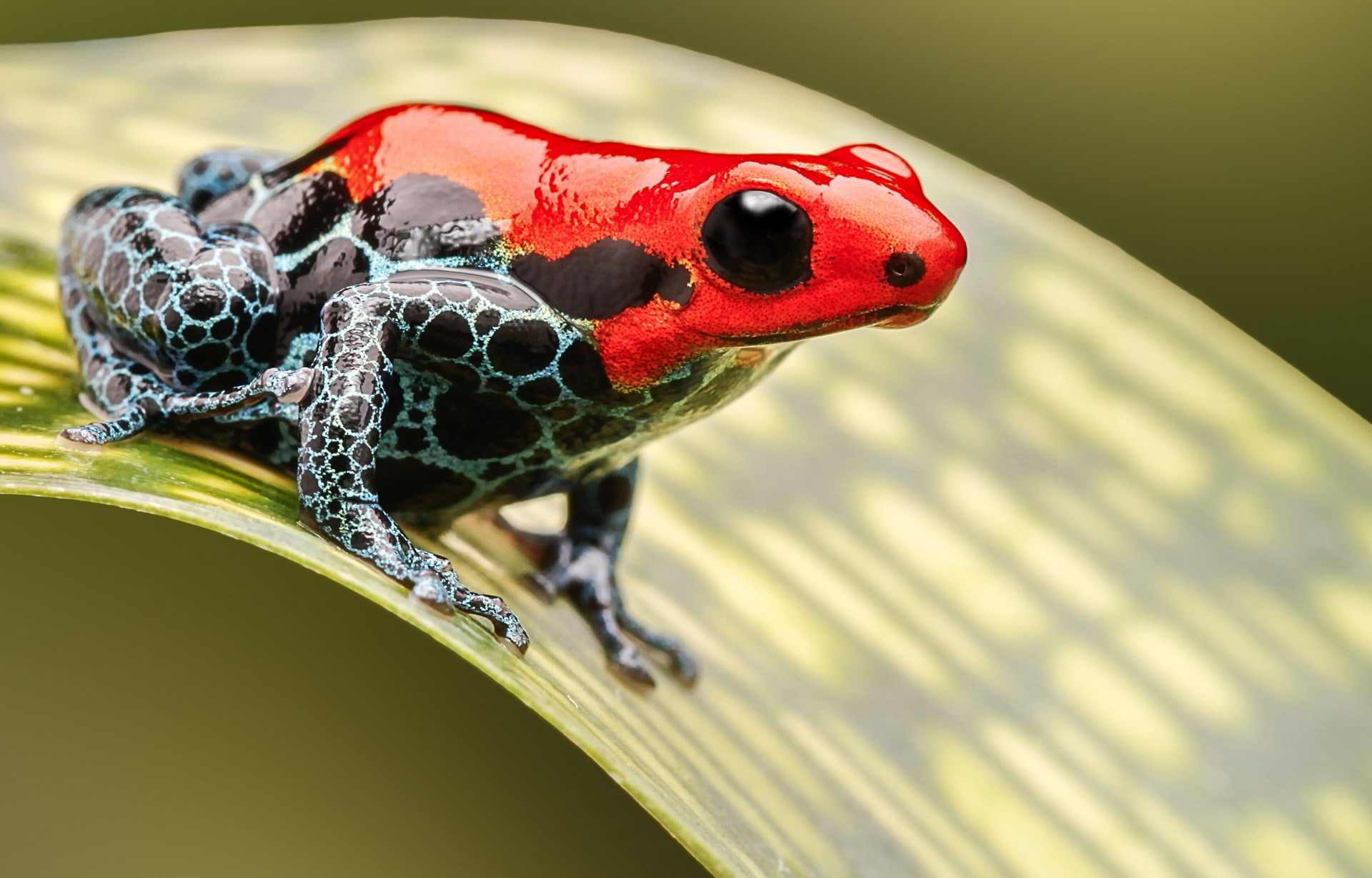 1080P, poison dart frog, HD Wallpaper