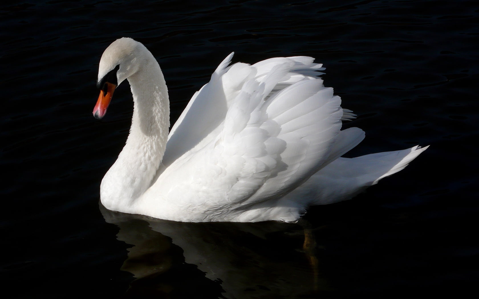 one animal, mute Swan, river, white, black background, lake, no people, vertebrate, swimming Animal, animal wildlife, wildlife, nature, water Bird, outdoors, HD Wallpaper