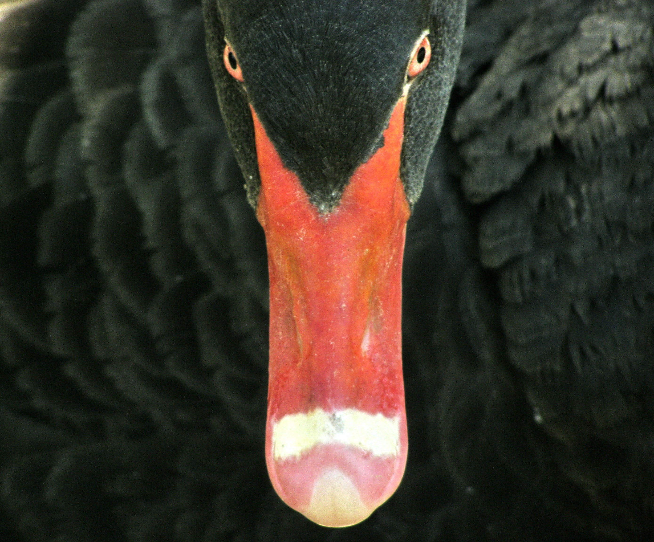 animal neck, animal wildlife, nature, bird, day, animal themes, close-up, vertebrate, geese, animal head, focus on foreground, red, no people, beak, 2K, HD Wallpaper