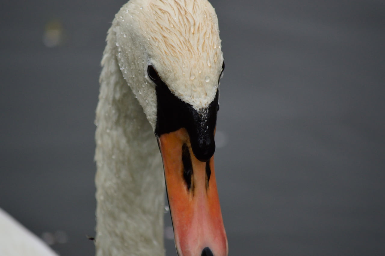 vertebrate, focus on foreground, animals, beak, lake, close-up, animal body part, bird, water, water bird, canal, freshwater bird, wildlife, animal, swan, HD Wallpaper