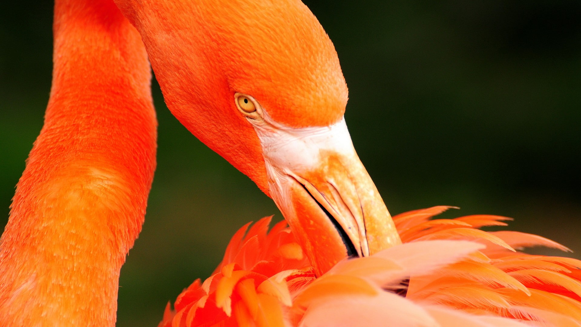 animal body part, flamingo, flamingos, vertebrate, focus on foreground, animal, beak, animal neck, bird, beauty in nature, animal wildlife, animal themes, HD Wallpaper