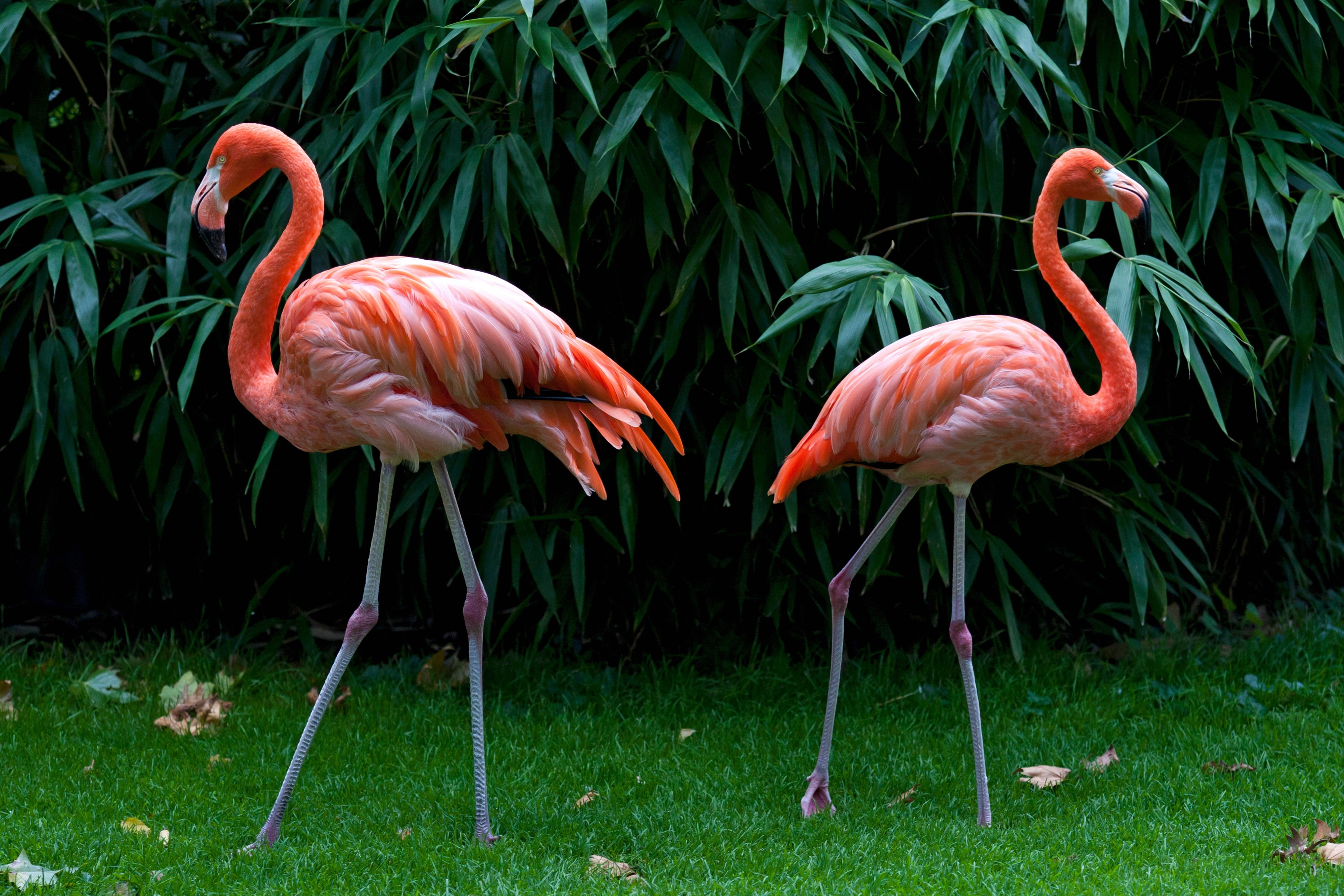 land, outdoors, day, field, no people, freshwater bird, pink color, 4K, bird, green color, nature, group of animals, animals in the wild, grass, animal themes, HD Wallpaper