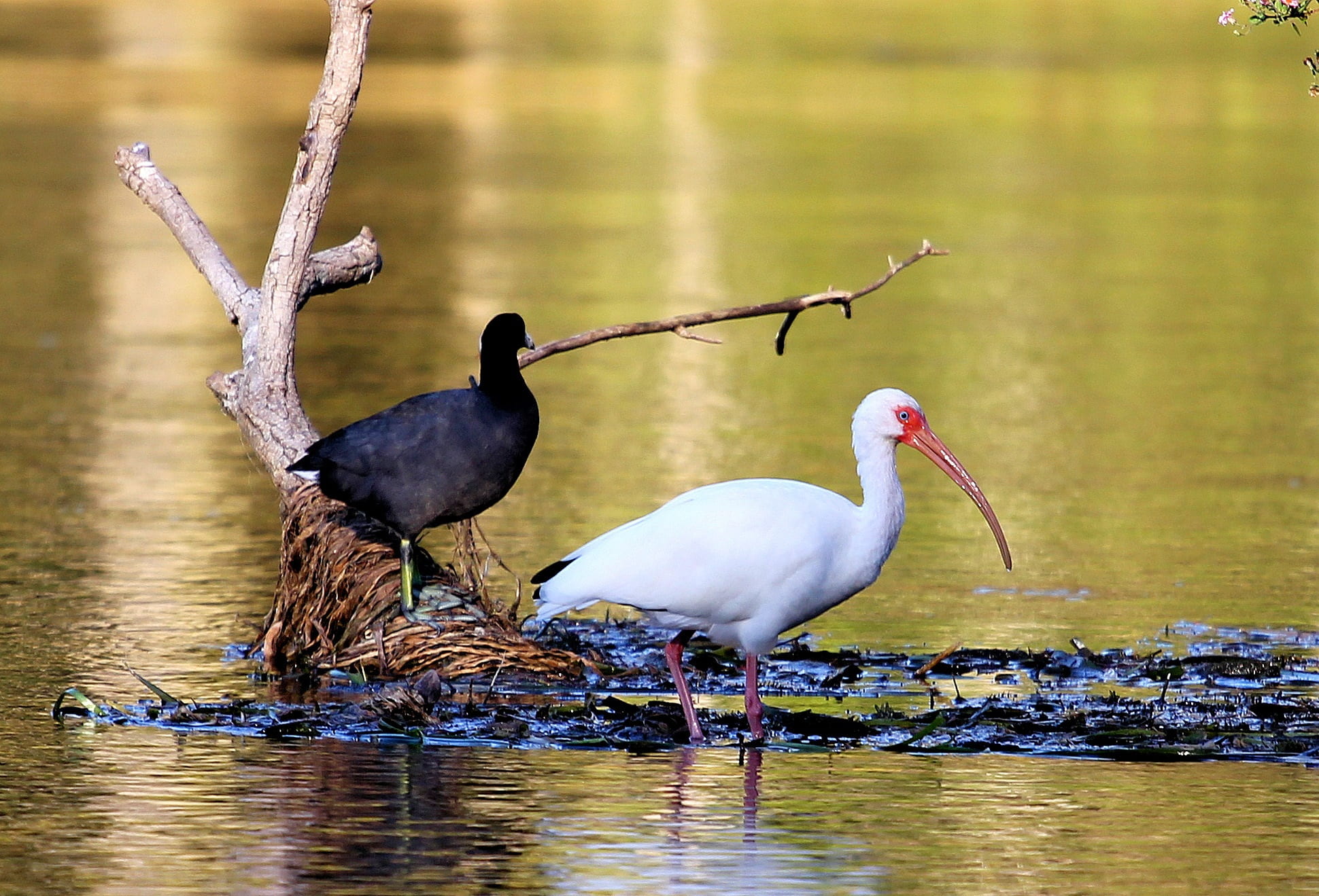 river, stork, nature, animals in the wild, marsh, no people, water, fauna, ibis, focus on foreground, bird, freshwater bird, day, animal wildlife, botanical, HD Wallpaper