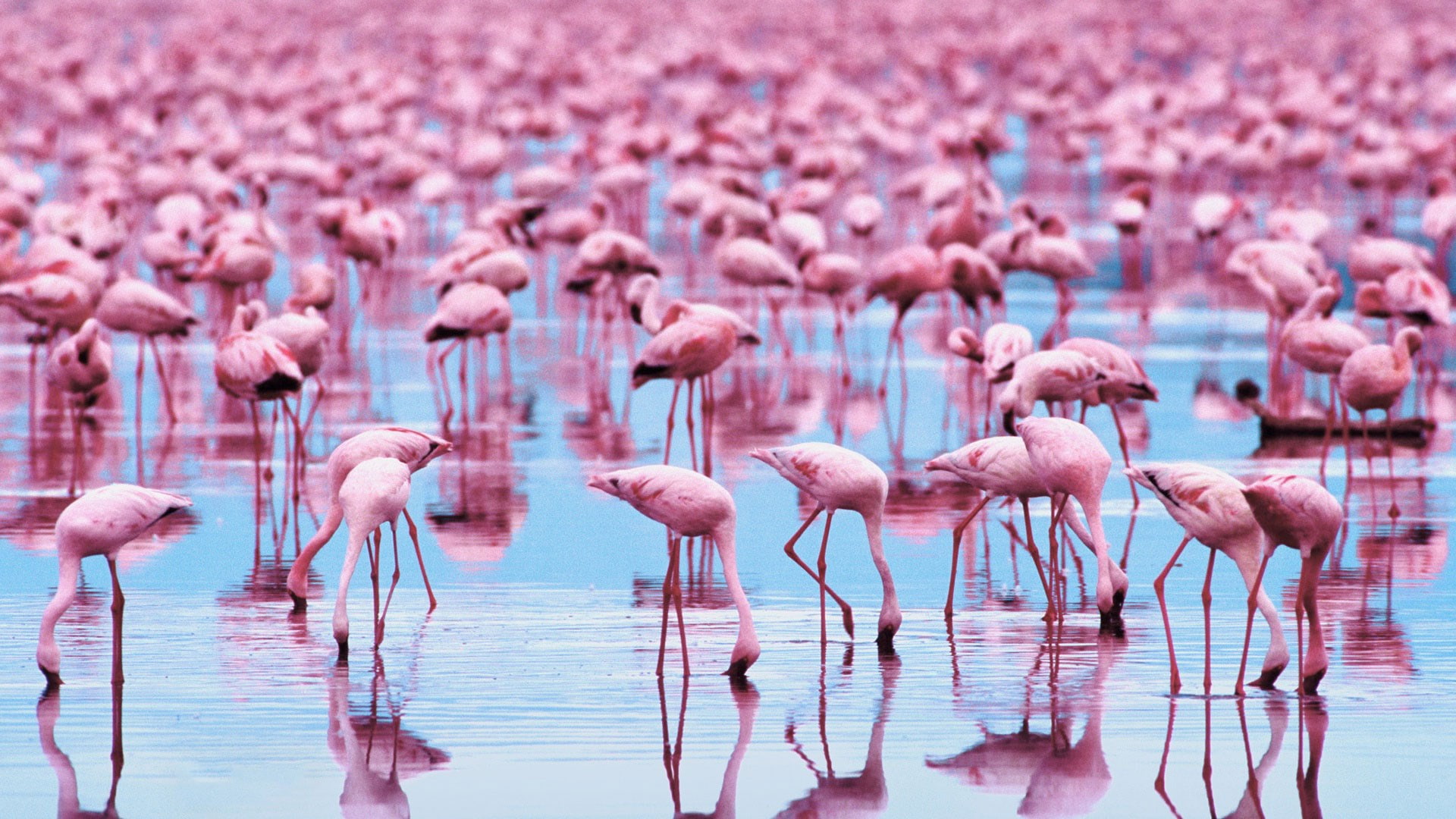nature, animal, animals in the wild, water, large group of animals, freshwater bird, bird, 1080P, pink color, colony, beauty in nature, wading, group of animals, HD Wallpaper