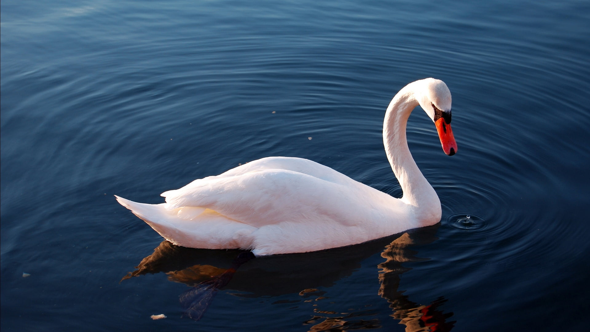 blue, feather, elegance, floating on water, mute Swan, close-up, lake, duck, white color, feathers, water, animals In The Wild, outdoors, swimming, swimming Animal, HD Wallpaper