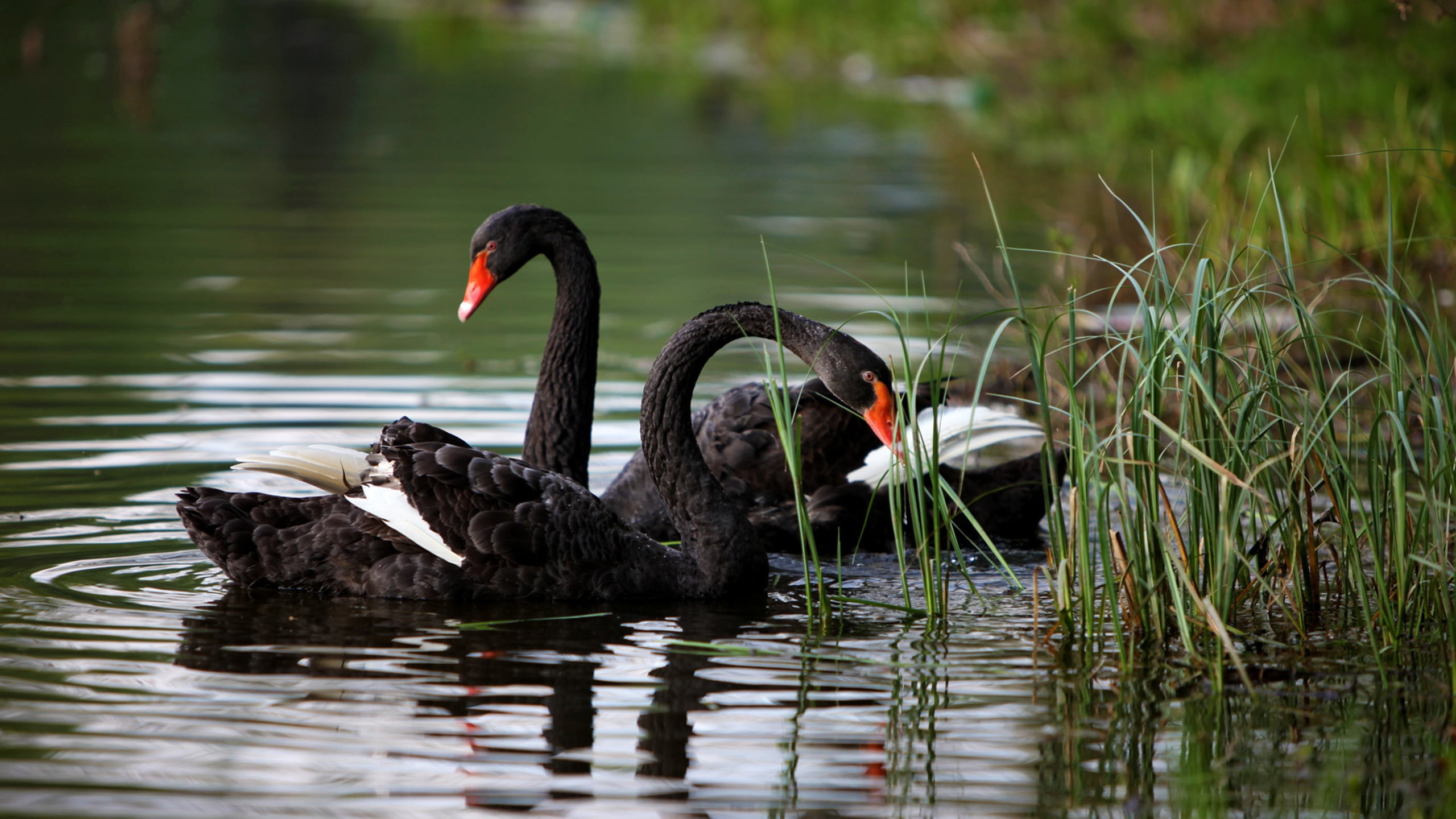 2K, day, nature, elegance, water, swimming, beauty In Nature, animal family, animals In The Wild, water Bird, freshwater bird, beak, grass, animal themes, HD Wallpaper