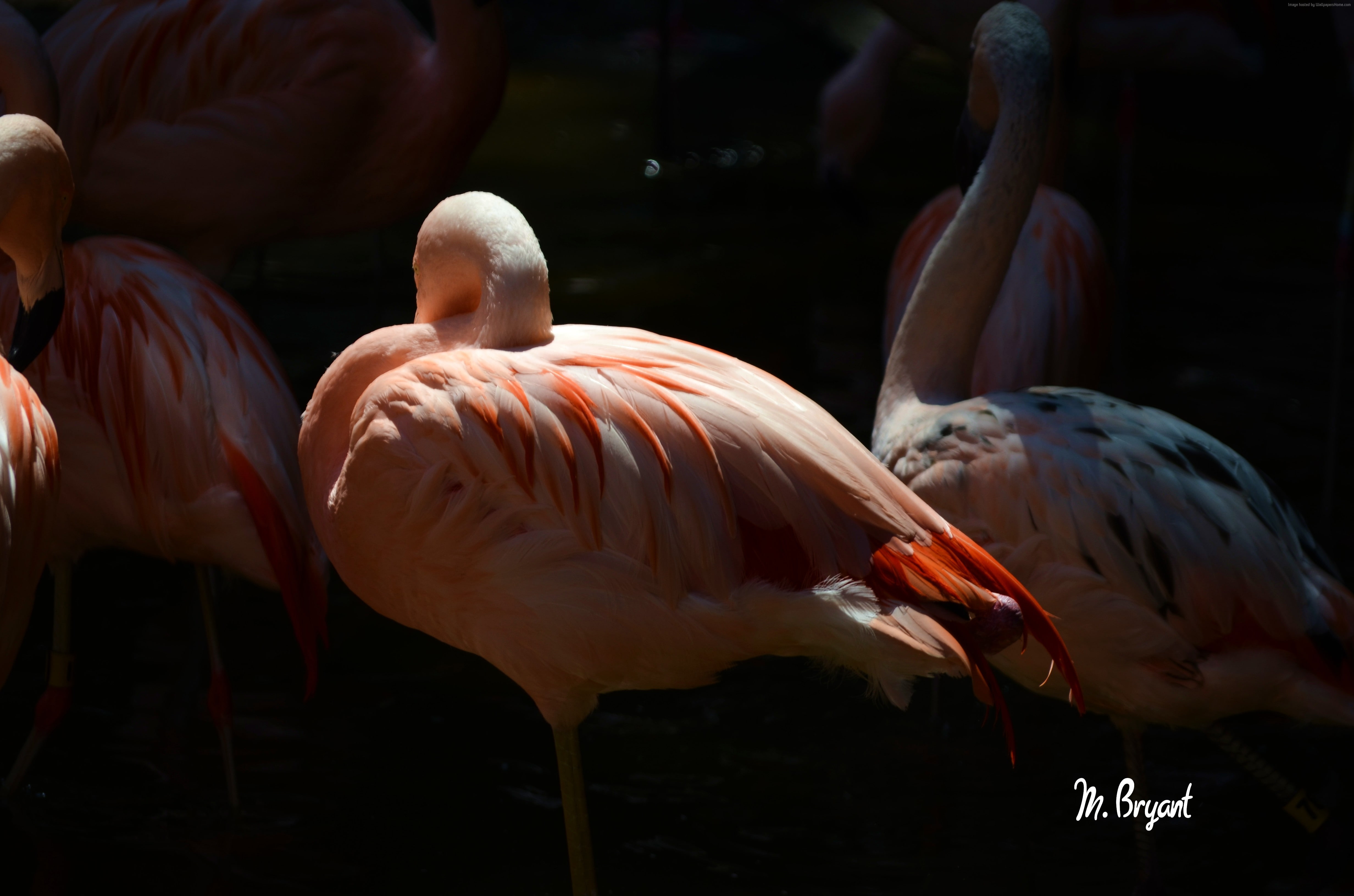 beak, Flamingo, water, zoo, outdoors, Sun Diego, animal themes, large group of animals, nature, 4K, pond, vertebrate, tourism, animals in the wild, plumage, HD Wallpaper
