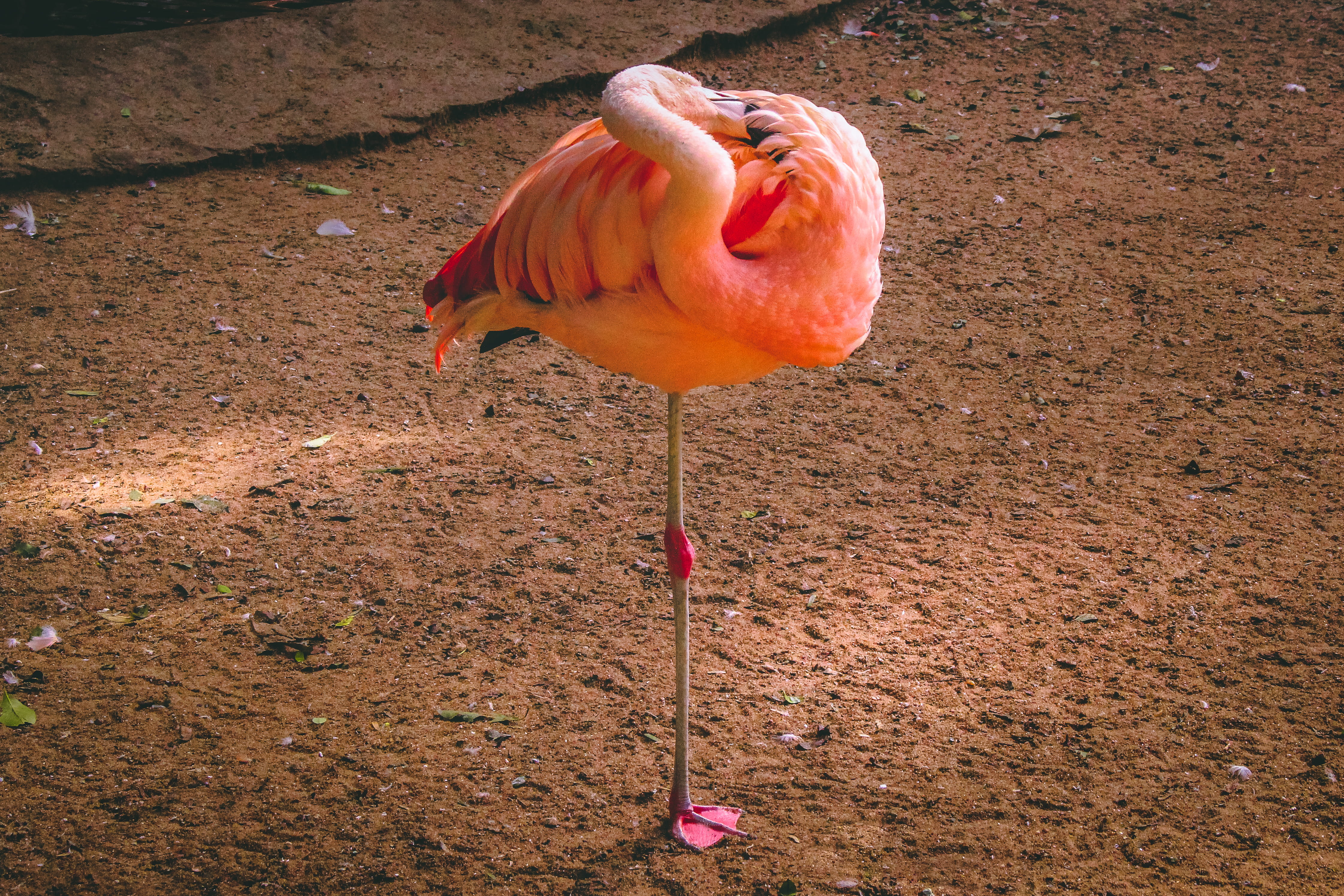 no people, beauty in nature, one animal, 4K, budgerigar, standing, flamingo, animal neck, animals in the wild, full length, crane, tachas, wonder, water, HD Wallpaper
