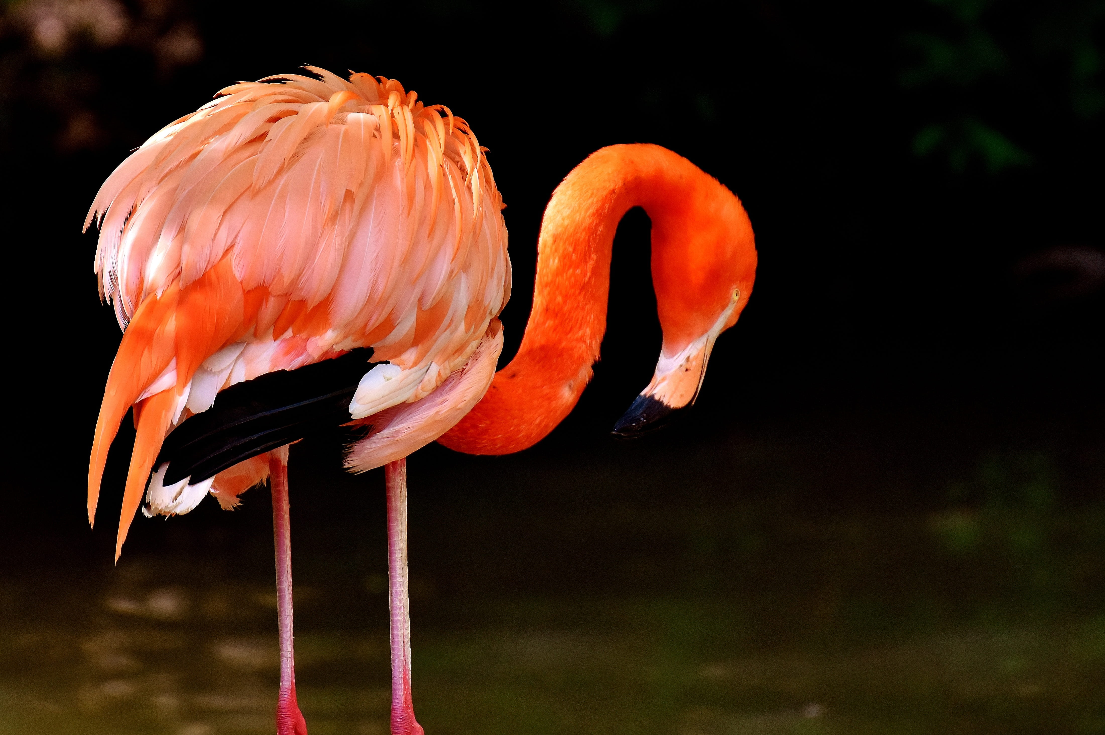 4K, water, field, beauty in nature, bill, animal world, freshwater bird, animal body part, color Image, vertebrate, bird, animal themes, feather, birds, HD Wallpaper
