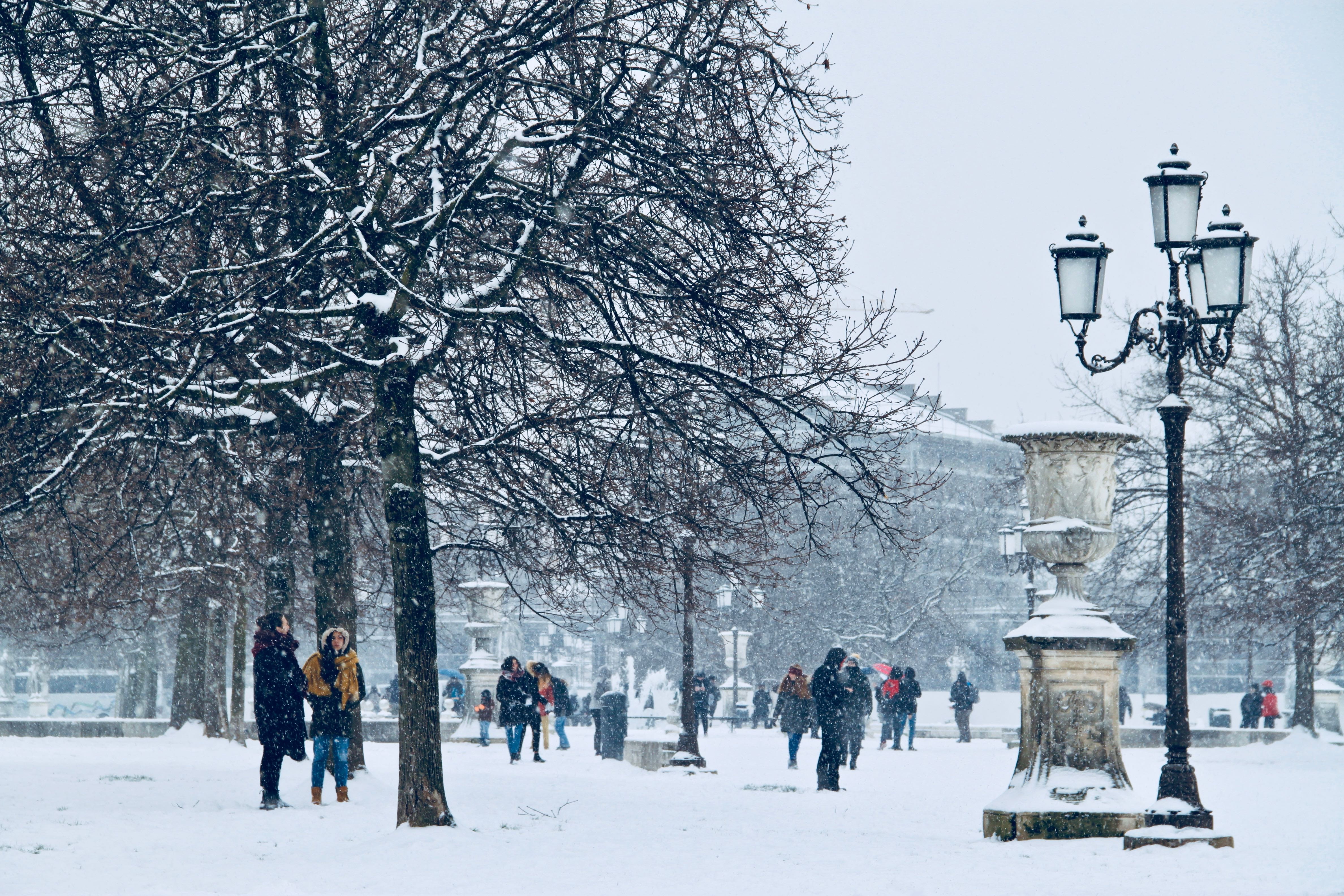 treelined, padova, group of people, people, italia, tree, italy, large group of people, winter, square, branch, day, snow, snowing, street, real people, HD Wallpaper
