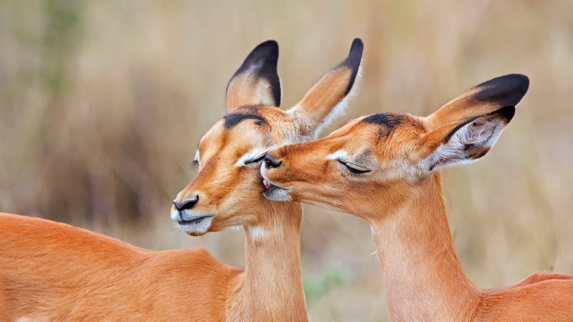 South, Love, Africa, 1080P, Kiss, Impala, HD Wallpaper