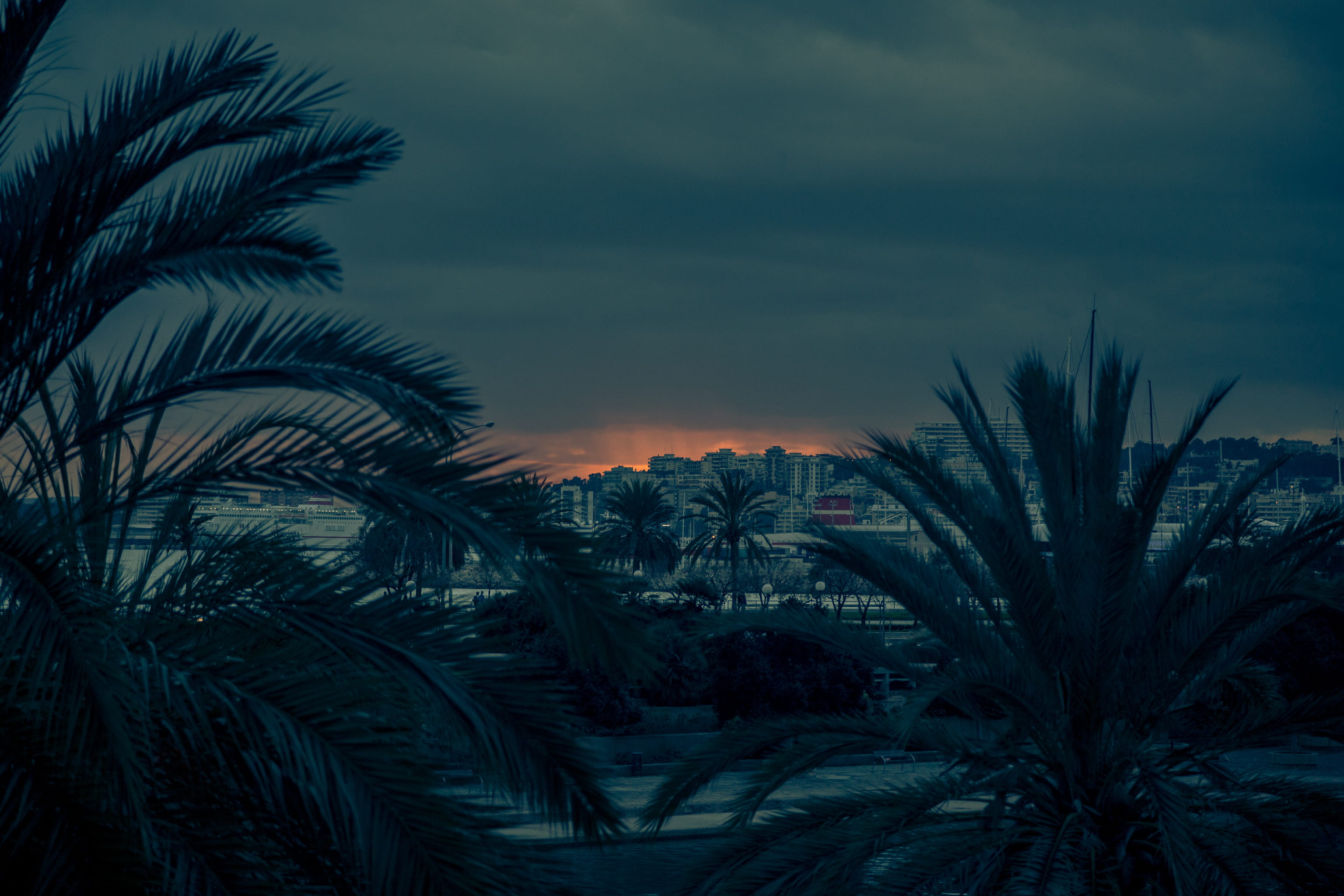 city, palm trees, palma de mallorca, non-urban scene, palm tree, outdoors, spain, 2K, sky, tropical climate, growth, no people, tree, nature, sunset, low angle view, HD Wallpaper