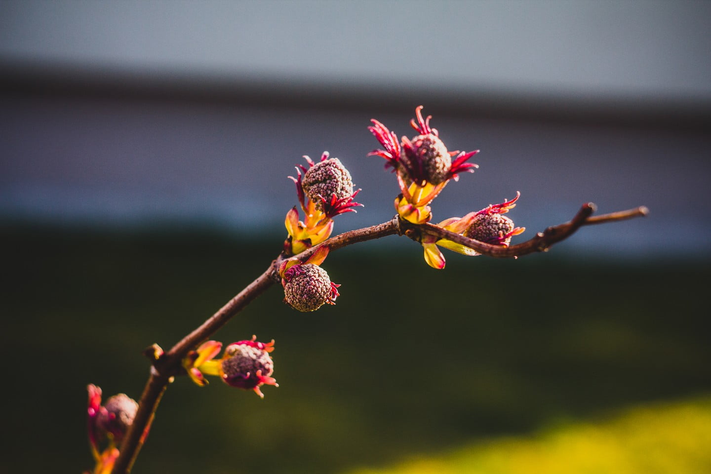 growth, no people, freshness, selective focus, flowering plant, springtime, nature, petaled, pollen, plant, pink, inflorescence, flower head, flowers, outdoors, HD Wallpaper