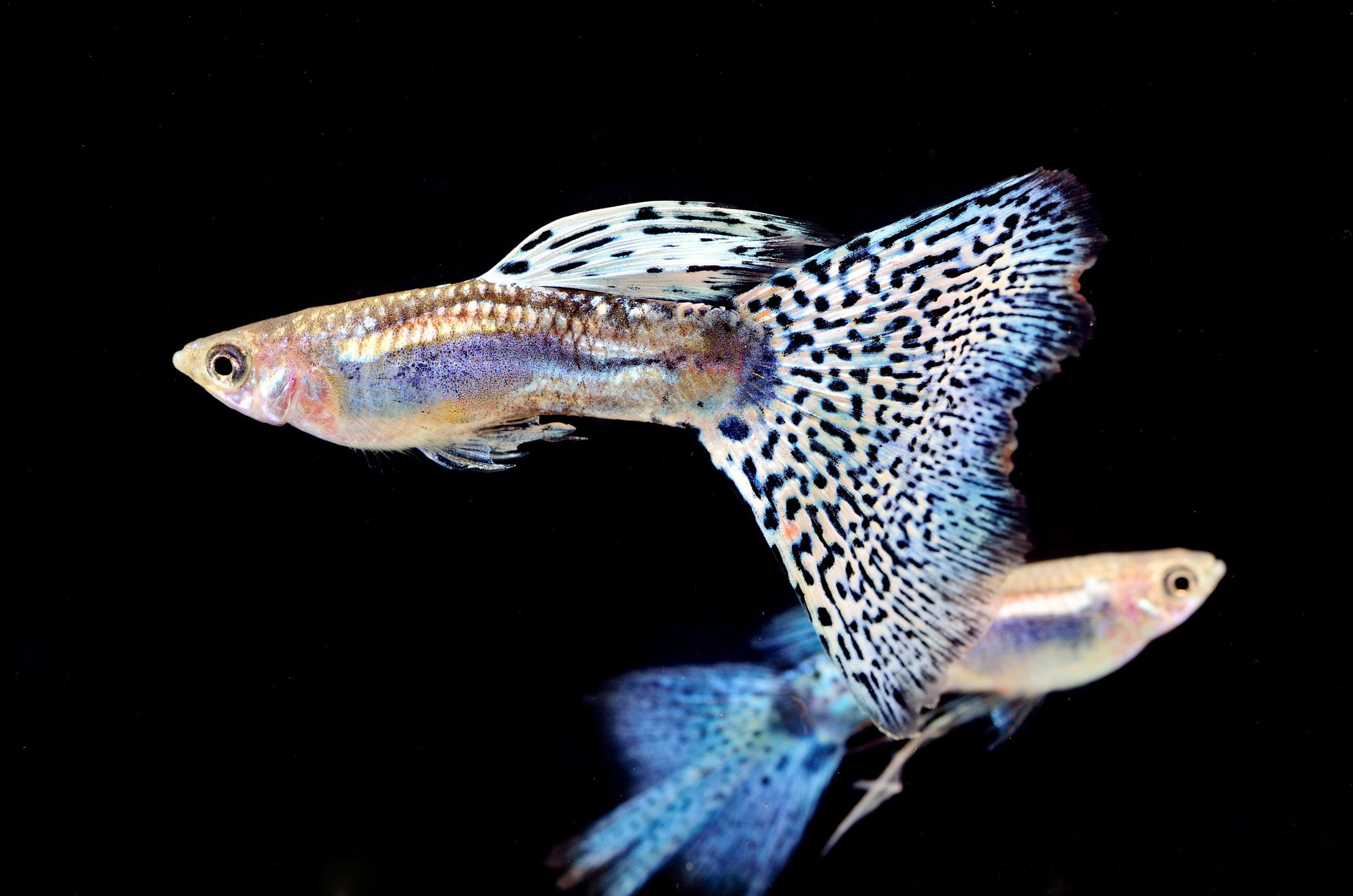 1080P, fish, guppy, tropical, HD Wallpaper