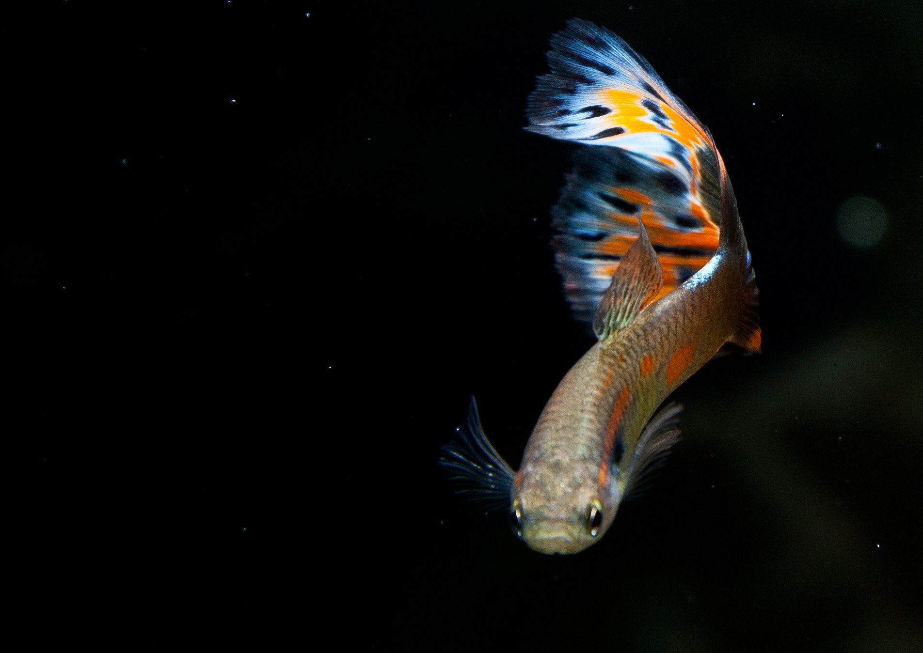 720P, tropical, guppy, fish, HD Wallpaper