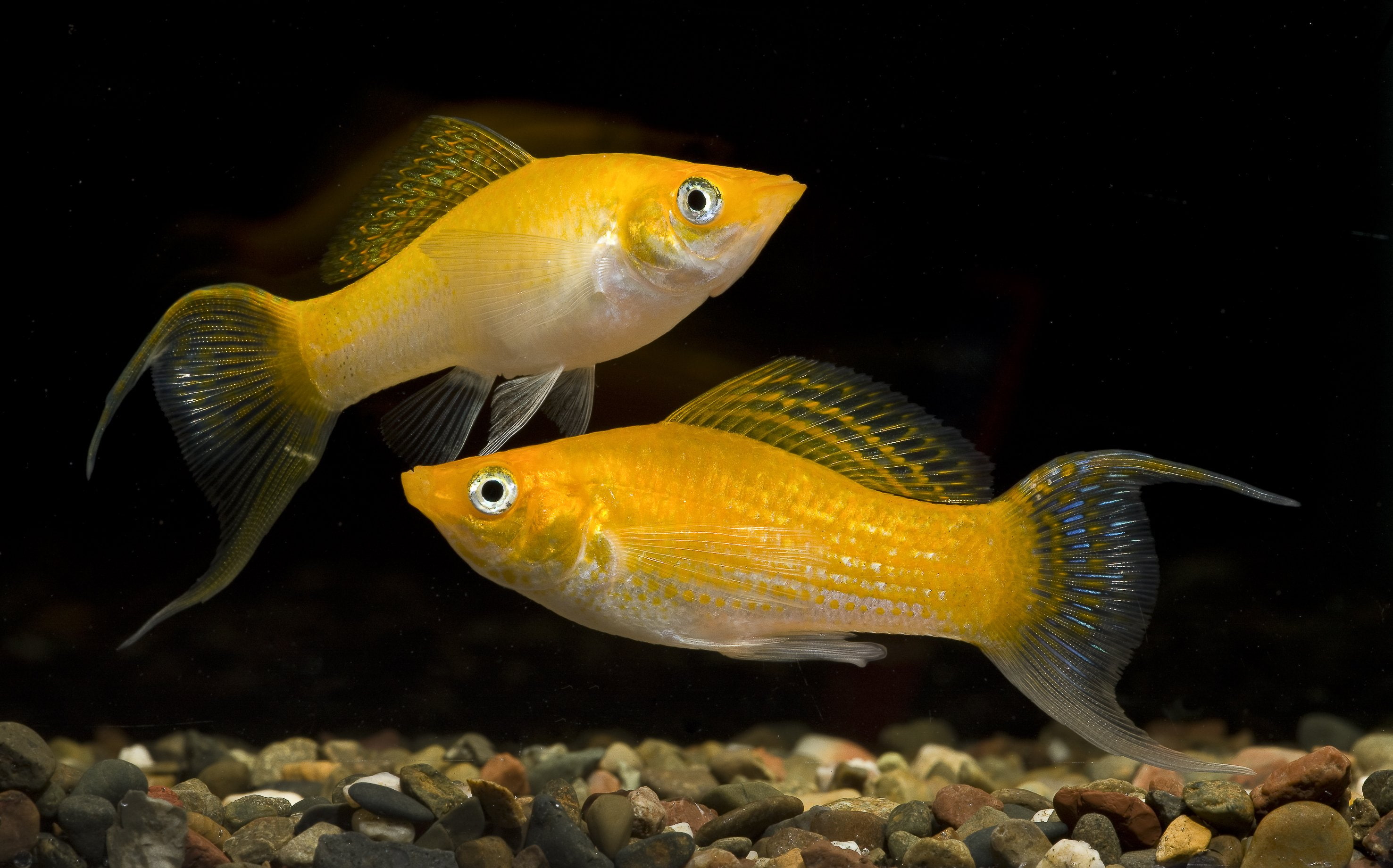 tropical, guppy, 2K, fish, HD Wallpaper