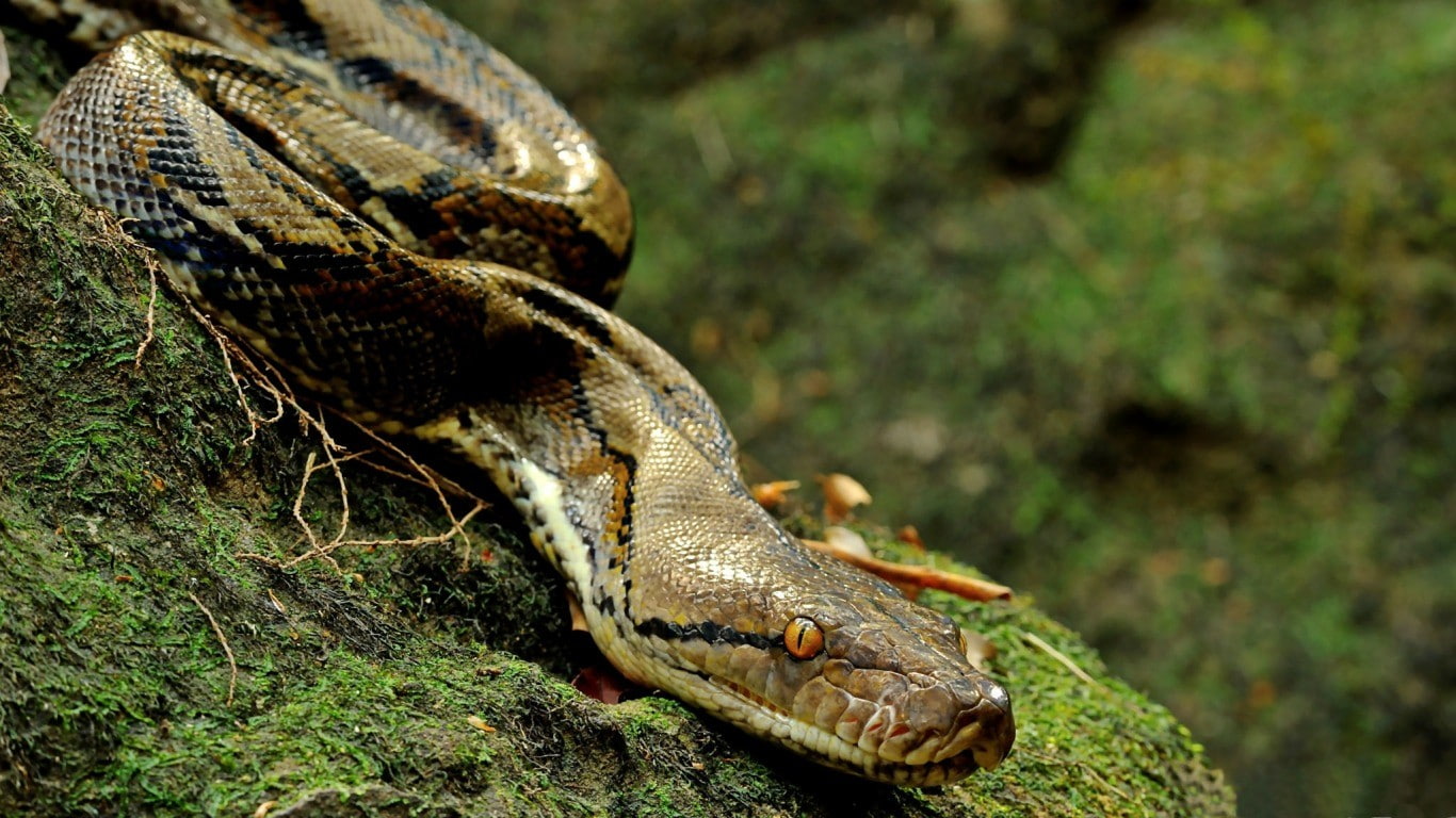 communication, focus on foreground, animal, animal scale, animal themes, animal wildlife, 720P, animal head, land, warning sign, snake, reptile, animals in the wild, HD Wallpaper