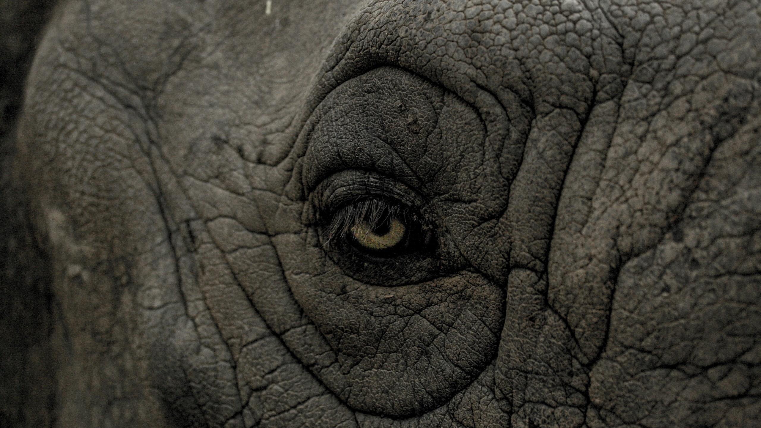 animals, nature, rhino, 2K, wrinkles, closeup, eyes, skin, HD Wallpaper