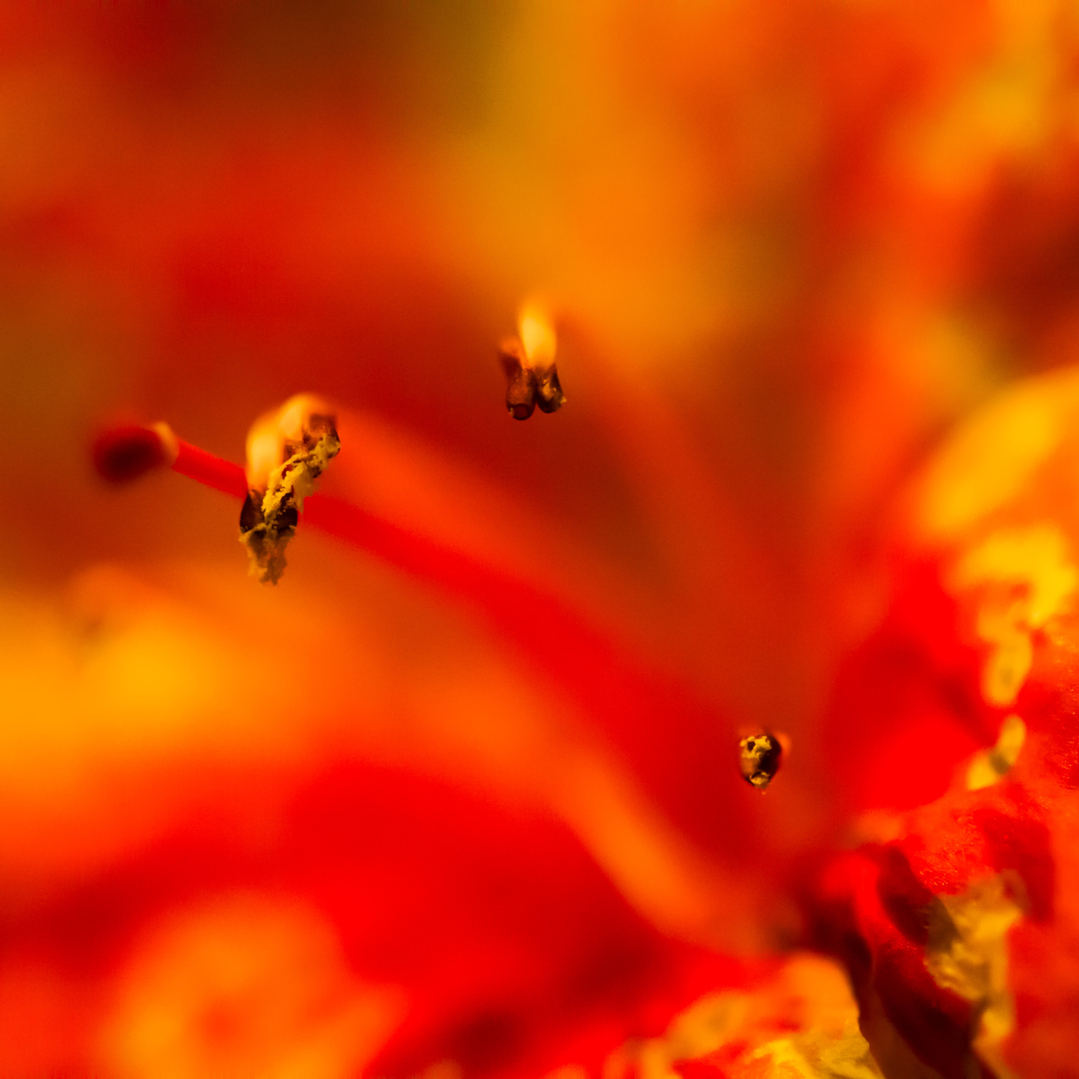 macro photography, San Francisco, photography, red, de Young Museum, United States of America, Golden Gate Park, flower, nature, petaled, Bouquets, Ocean, Phone HD Wallpaper