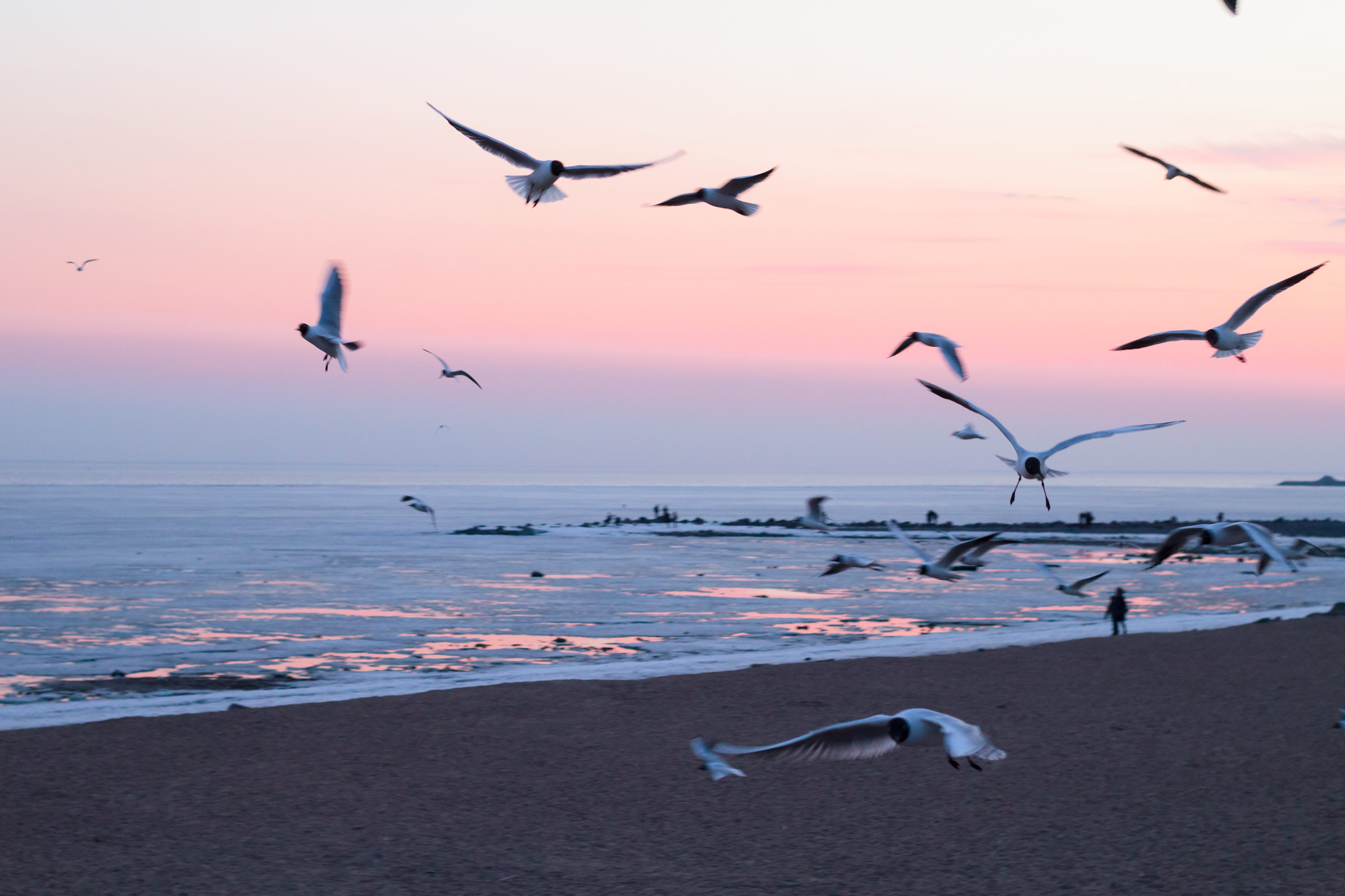 seaside, sand, freedom, vertebrate, ocean, 5K, beach, oceanside, idyllic, bird, tranquil, sky, water, animal themes, flying, nature, animal, flight, photo, HD Wallpaper