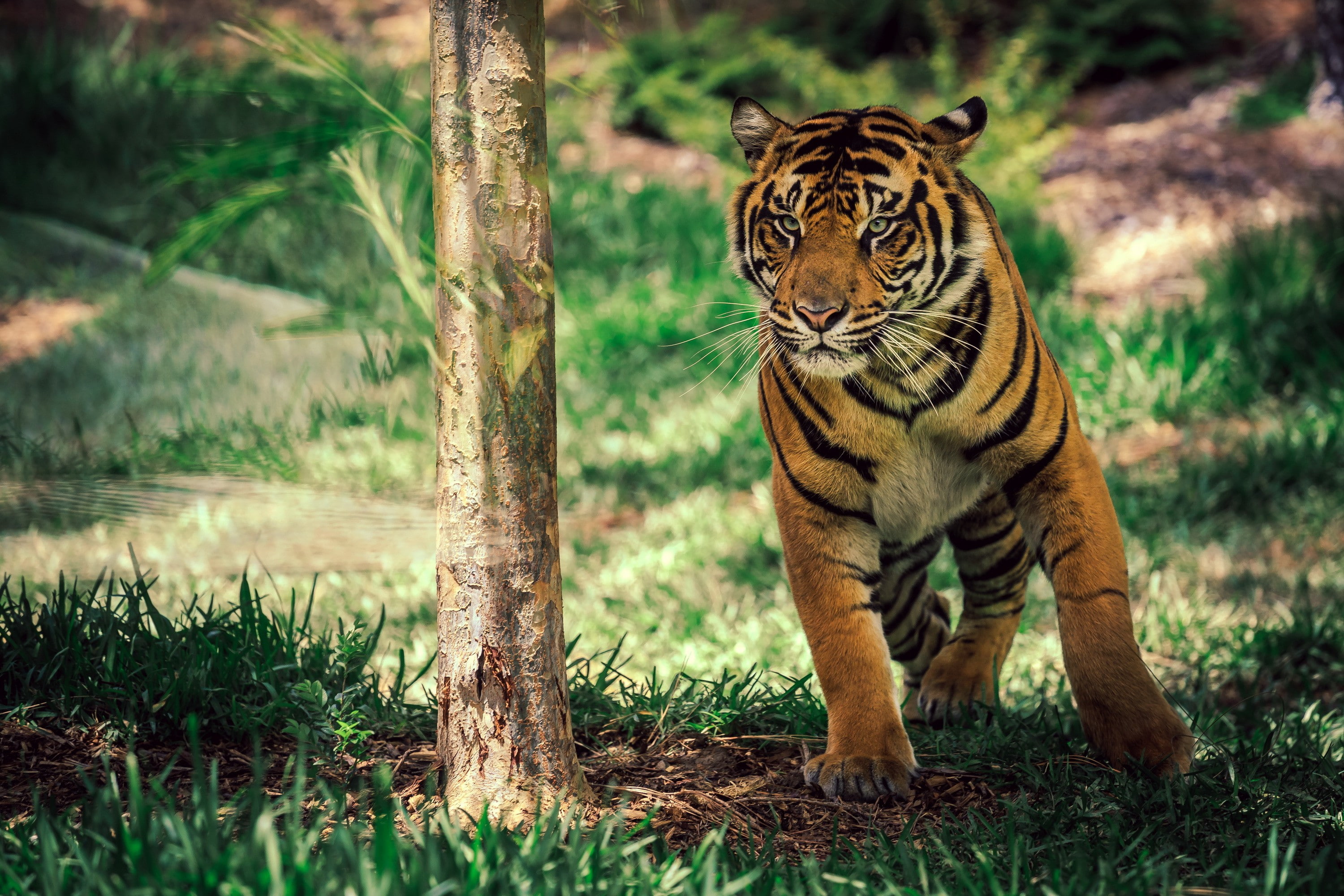 tiger, diego, CA., park, San Diego Safari Park, Tiger on the move, san, ca, 2K, safari, HD Wallpaper