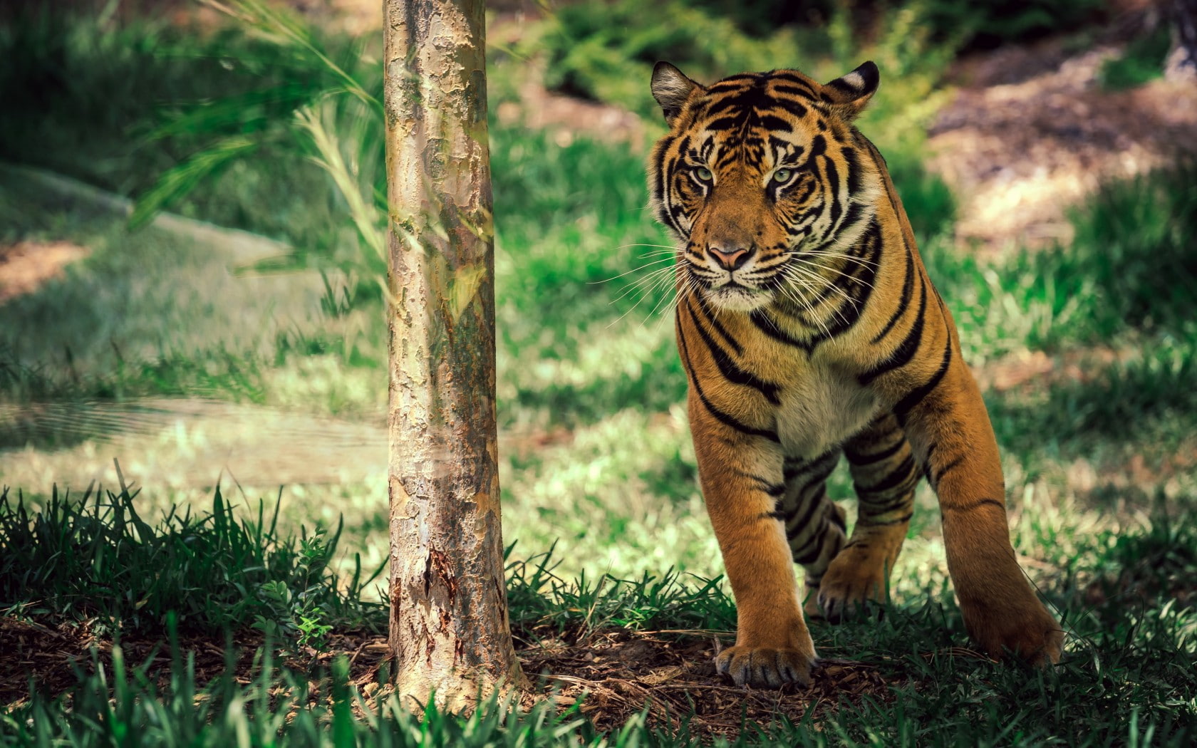 720P, CA, Tiger on the move, tiger, San Diego Safari Park, move, HD Wallpaper