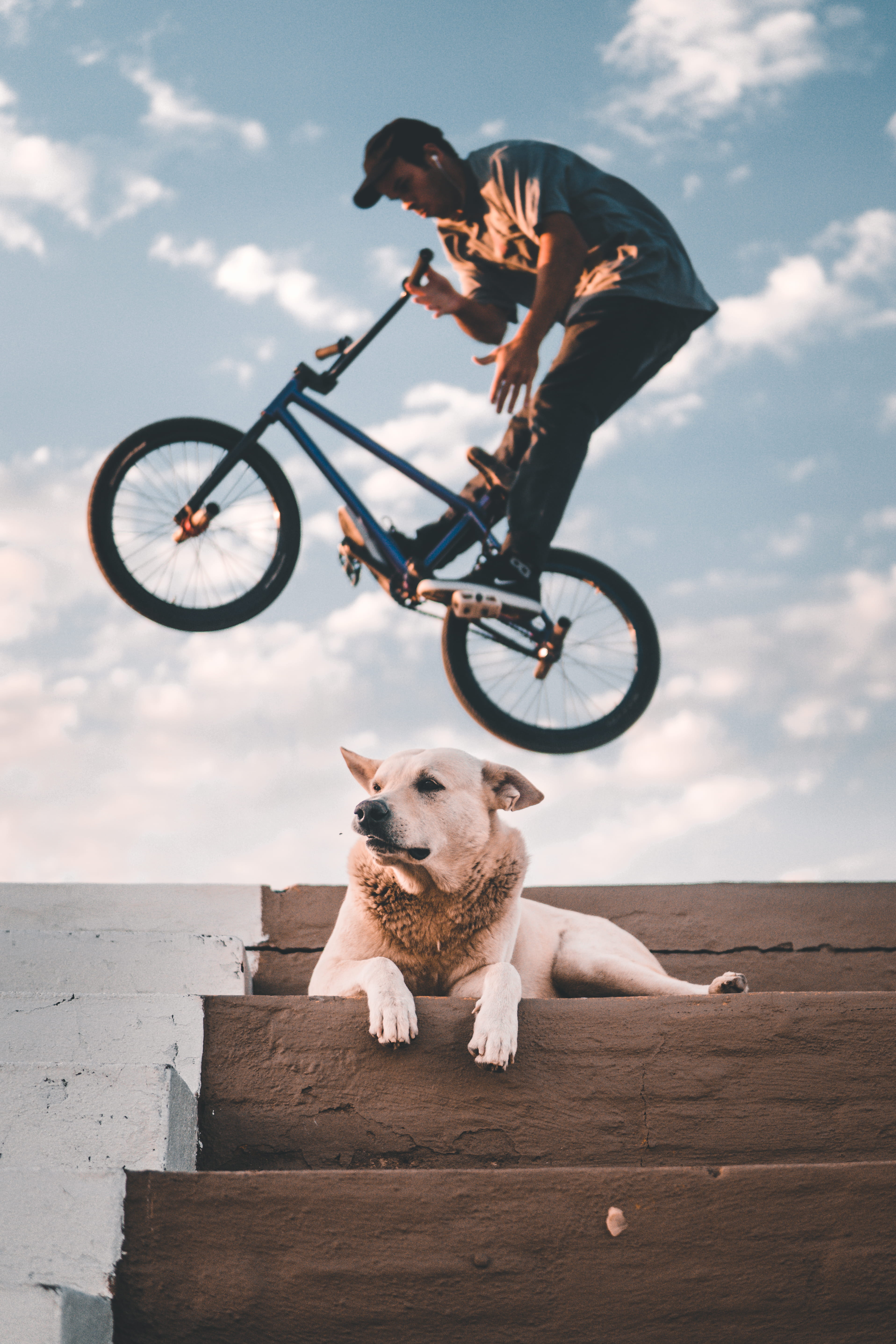 fun, bike, people, white, extreme, summer, sky, canine, adult, jump, sunday, nature, bmx, copy Space, animal, outdoor, puppy, 5K, men, tricks, lifestyles, Phone HD Wallpaper