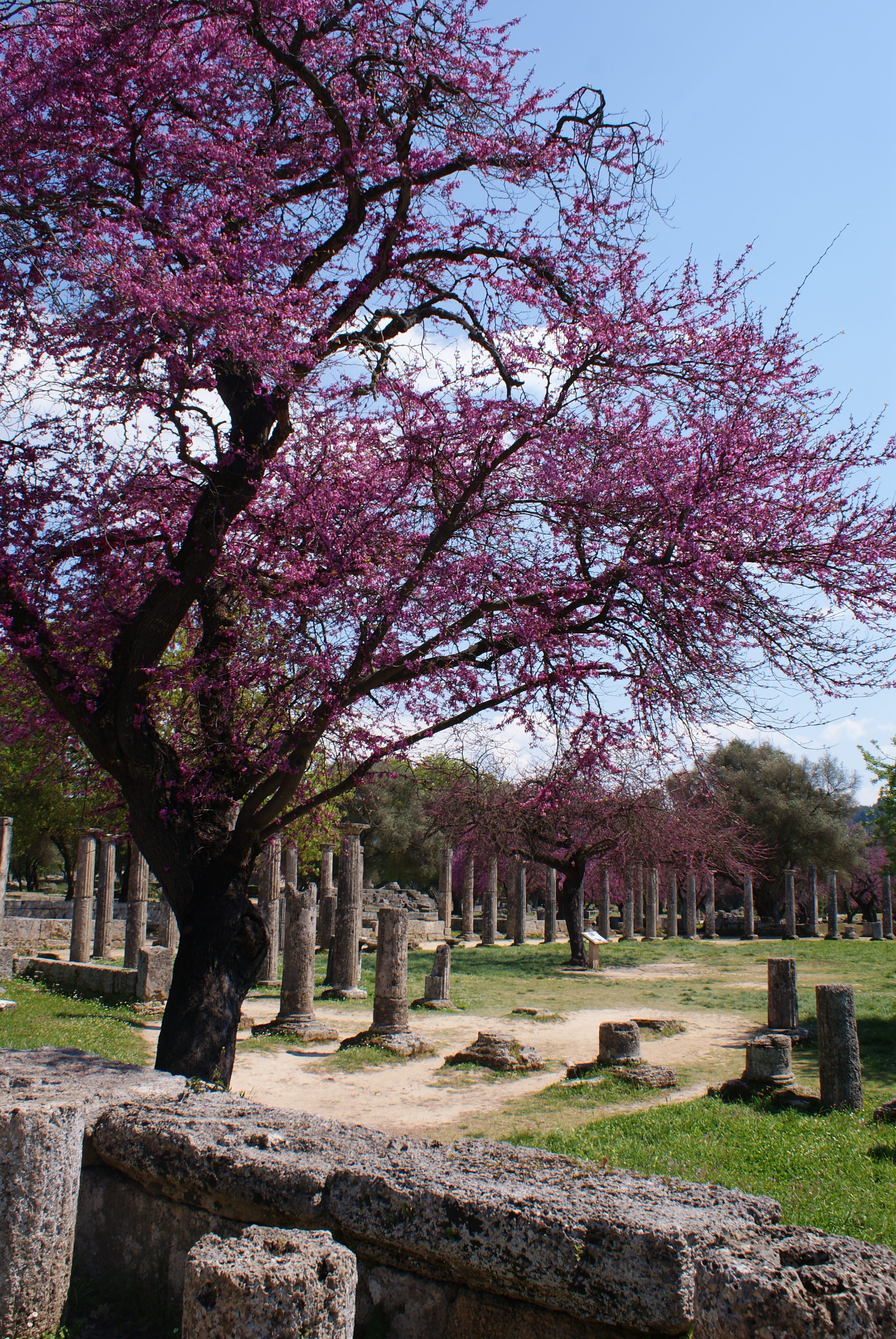 plant, cherry blossom, greece, antique, sanctuary, fragility, outdoors, pink color, archaeological, column, flower, growth, grave, historical, tree, olympia, Phone HD Wallpaper