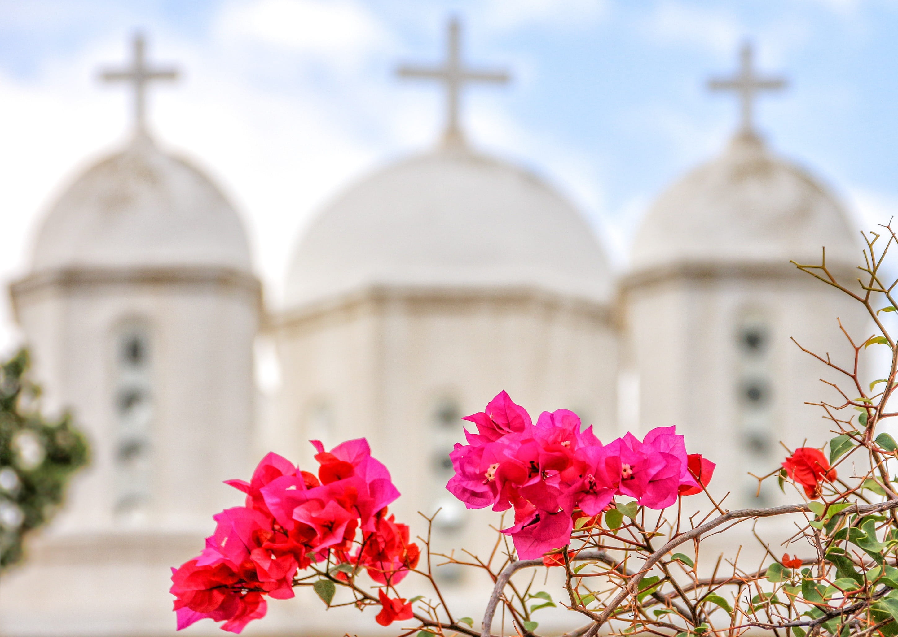 building exterior, travel, nature, outdoors, pink color, blossom, pink, bloom, no people, peloponnese, built structure, flower, bougainvillea, greece, travel destinations, HD Wallpaper