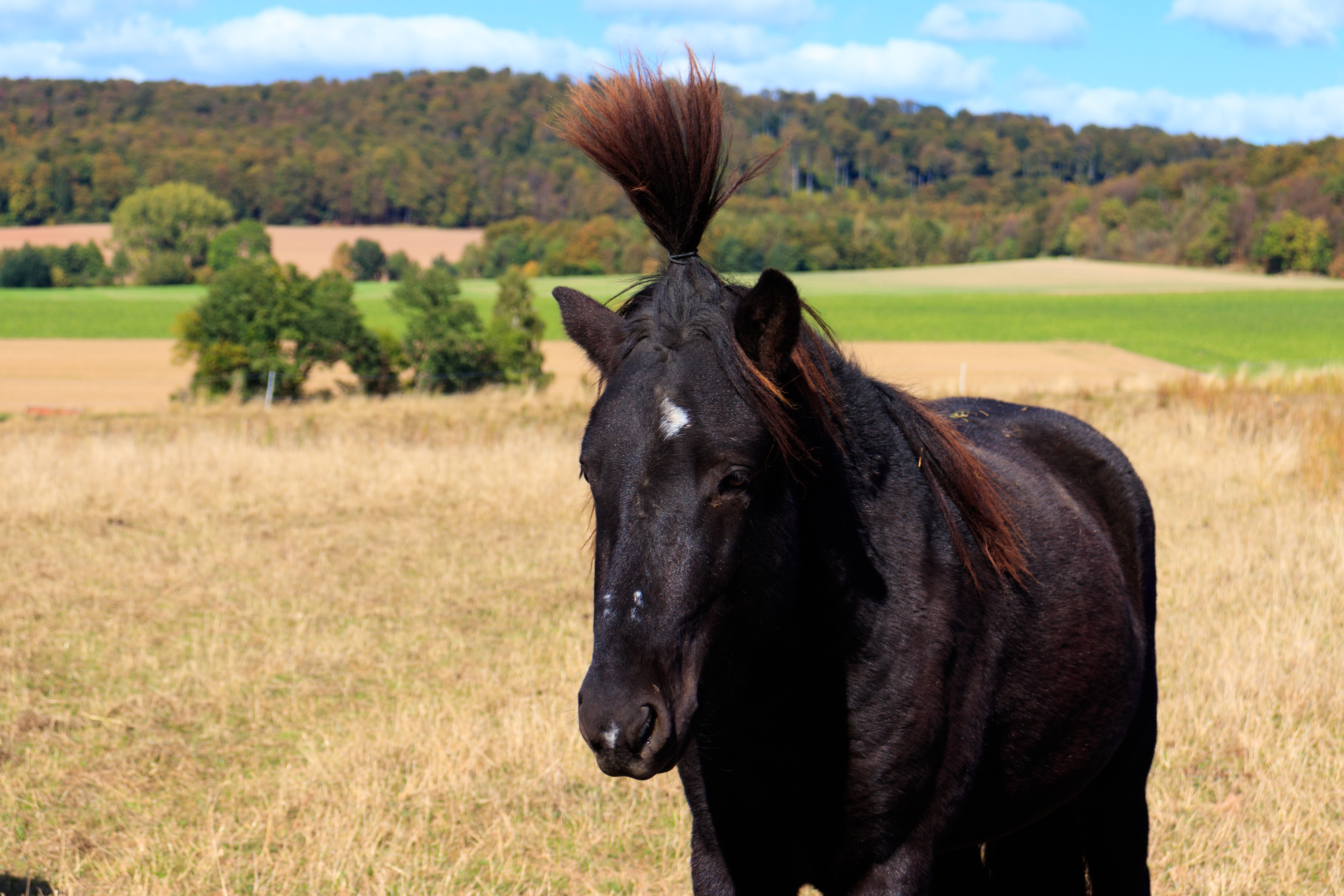 focus on foreground, livestock, mane, mammal, animal, land, one animal, grass, pets, domestic animals, 5K, no people, field, animal themes, beautiful, HD Wallpaper