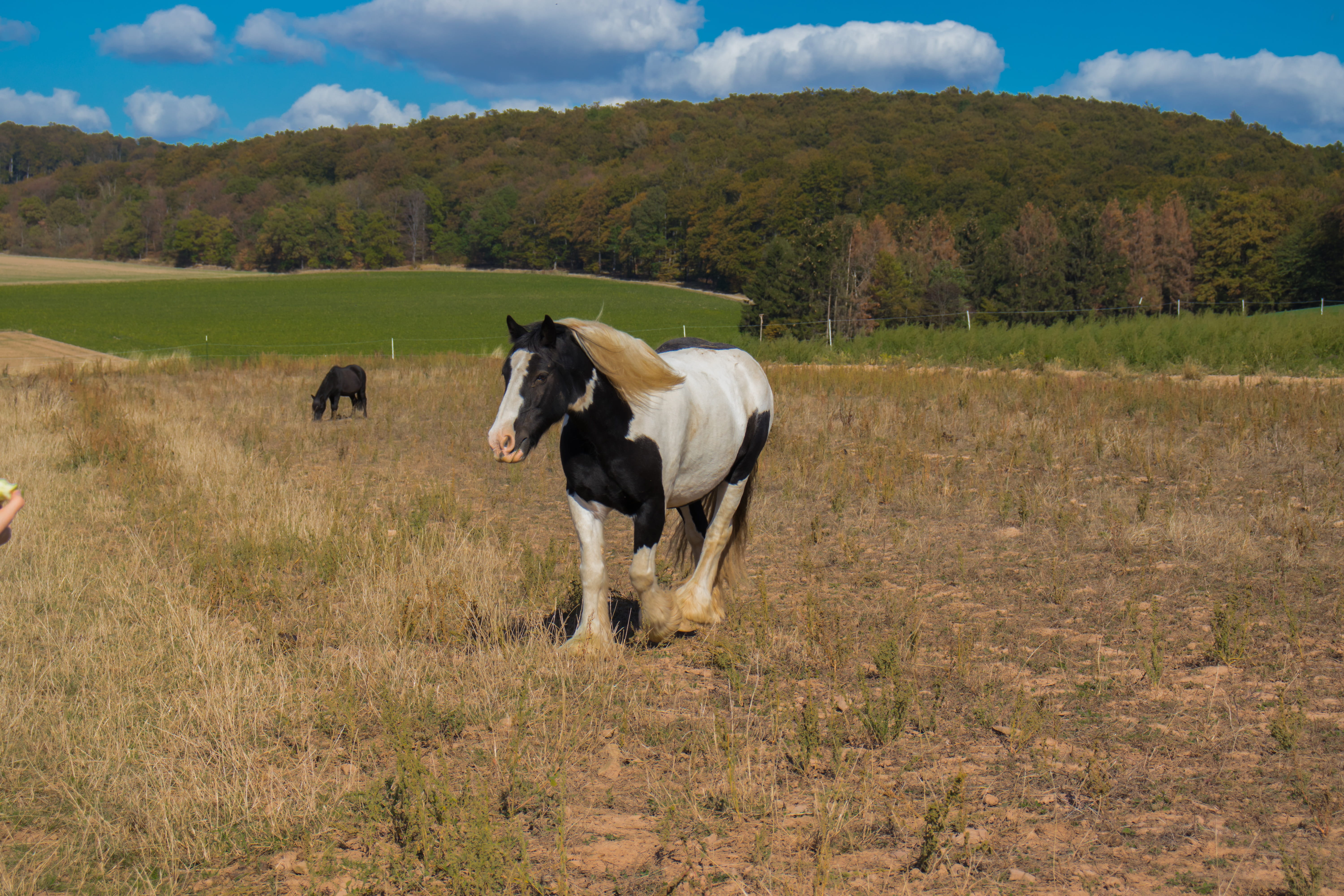 grass, pasture, herbivorous, mammal, animal themes, day, beautiful, sky, no people, vertebrate, livestock, demeter farm, domestic animals, horse, nature, HD Wallpaper