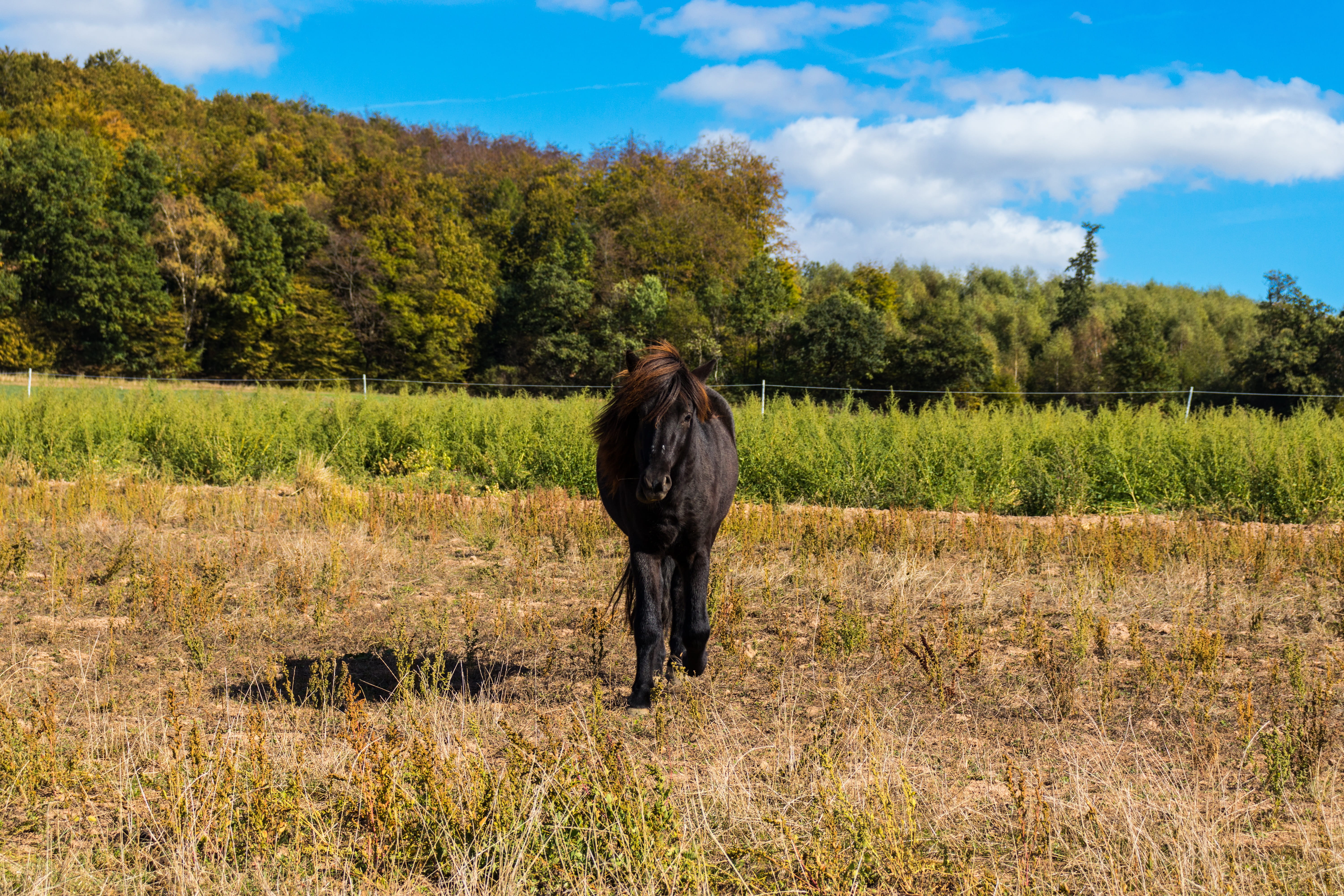 tree, animal themes, livestock, plant, field, horse, domestic animals, nature, pets, 5K, environment, cloud - sky, day, domestic, growth, animal, beautiful, HD Wallpaper