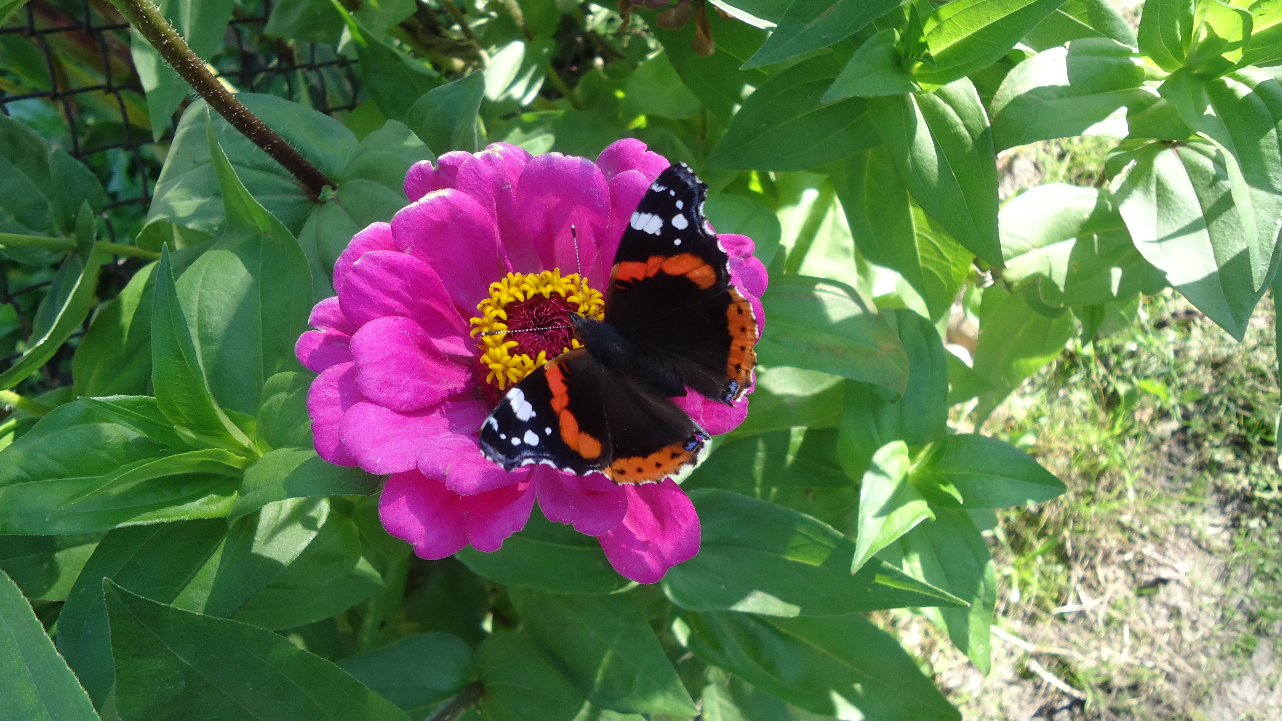 green Color, animal themes, growth, nature, fragility, vanessa, animal, pollination, lantana, purple, blue, formal Garden, flowering plant, animals in the wild, HD Wallpaper