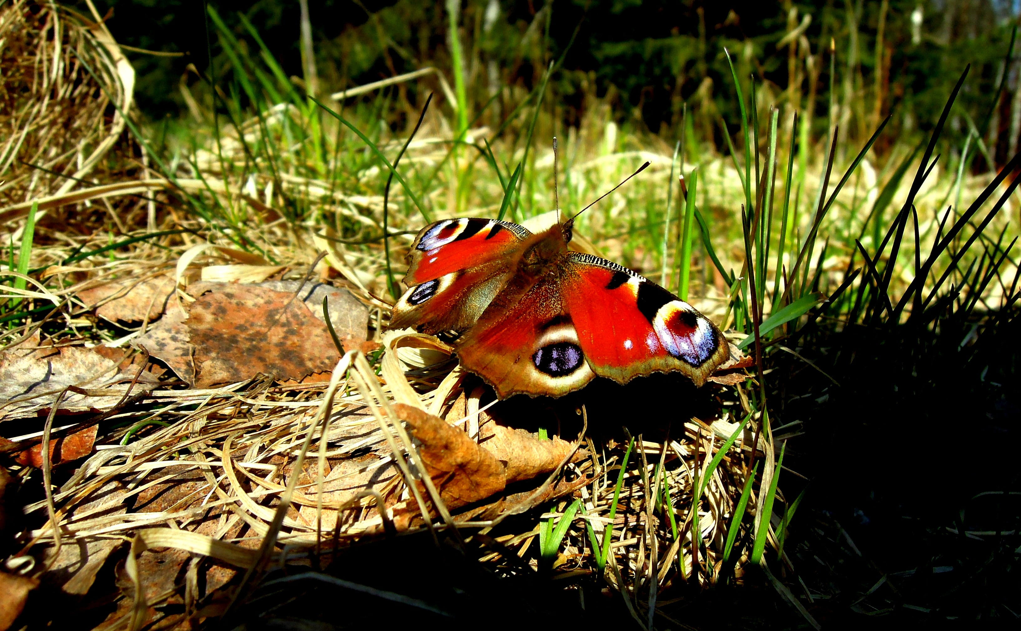 plant, animal wildlife, nature, land, day, red, one animal, animals in the wild, bug, the sound of atalanta, Butterfly, Bug, Plant, invertebrate, Spring, HD Wallpaper