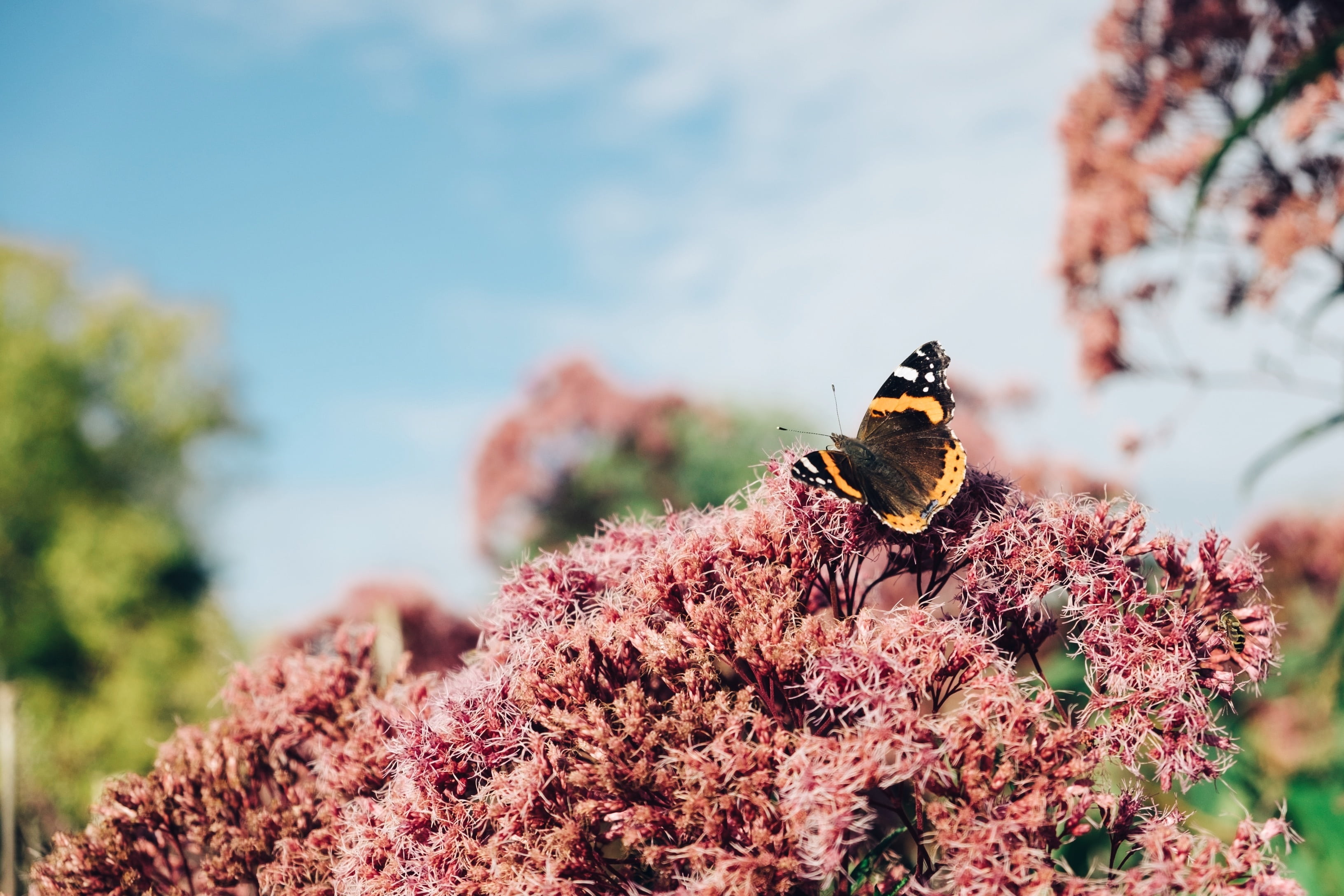 animal, floral, summer, bee, fragility, invertebrate, flowering plant, macro, season, vertebrate, springtime, garden, atalanta, 2K, no people, plant, butterfly, HD Wallpaper