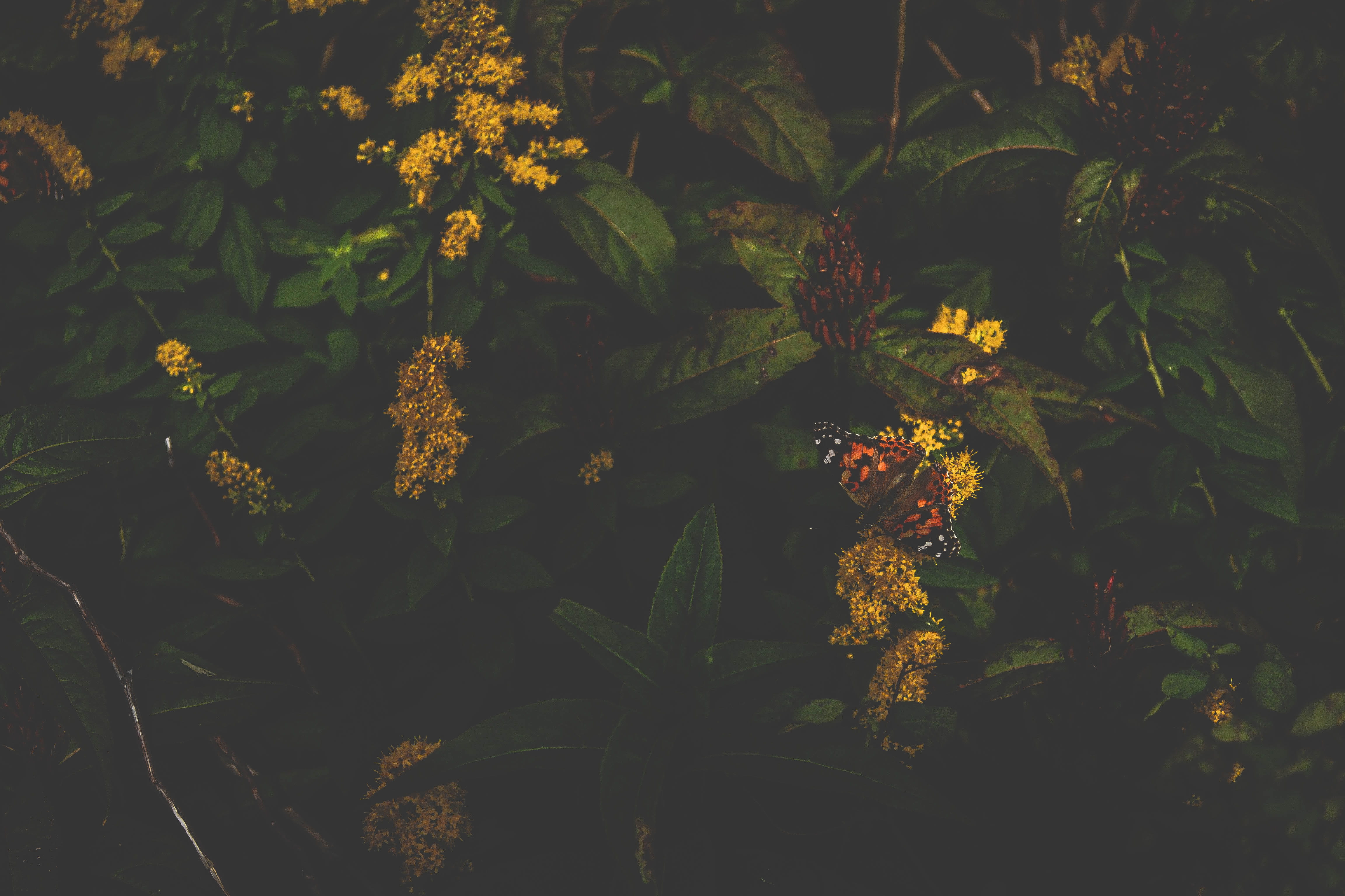 woodland, white, outdoors, yellow, atalanta, vanessa, flowering plant, day, 4K, no people, tree, food, photography, brown, vulnerability, plant, growth, HD Wallpaper