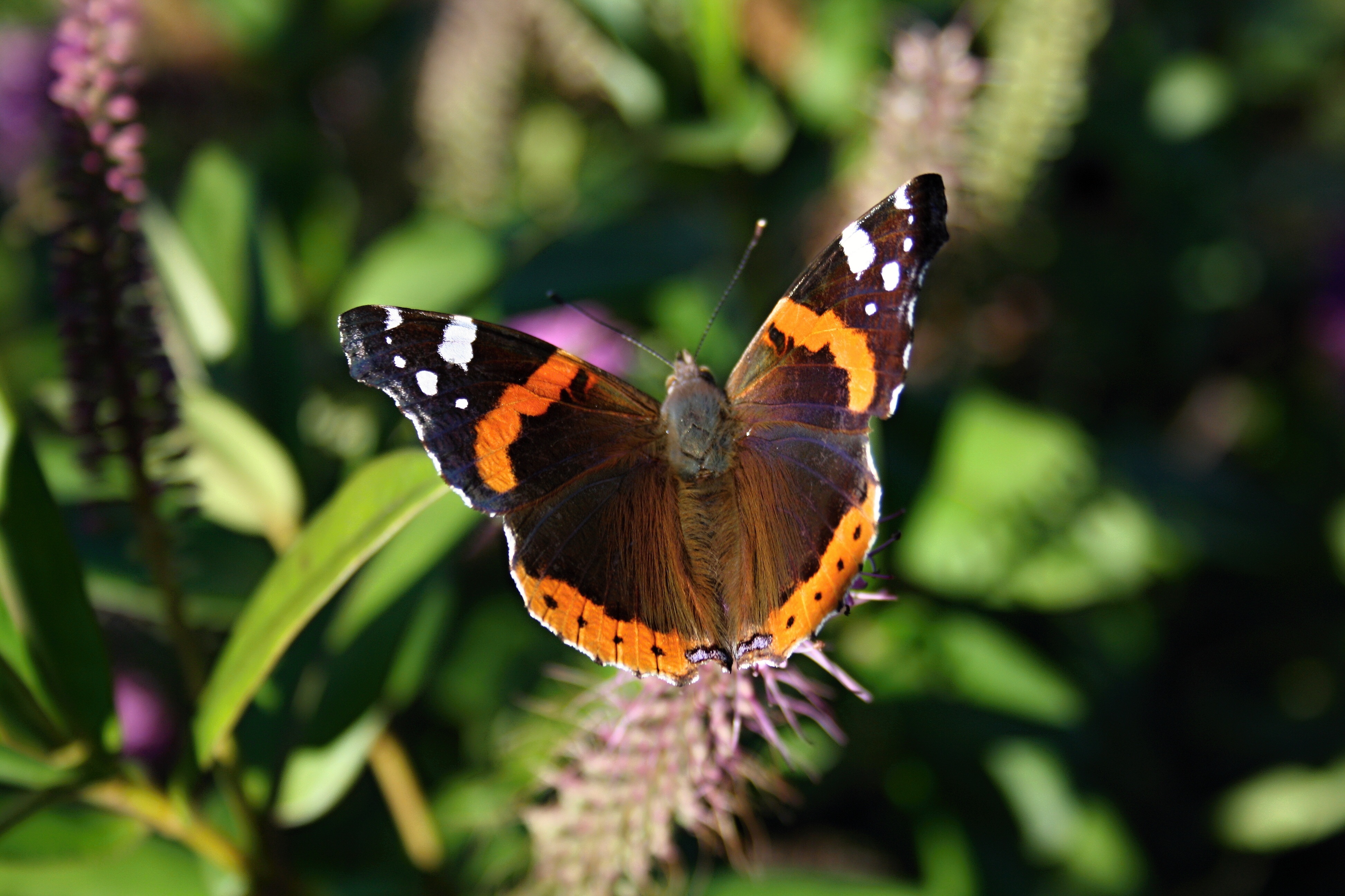 plant, butterfly, pollination, animal body part, animal, flowering plant, fragility, invertebrate, close-up, flower, 4K, animal wildlife, animal wing, HD Wallpaper