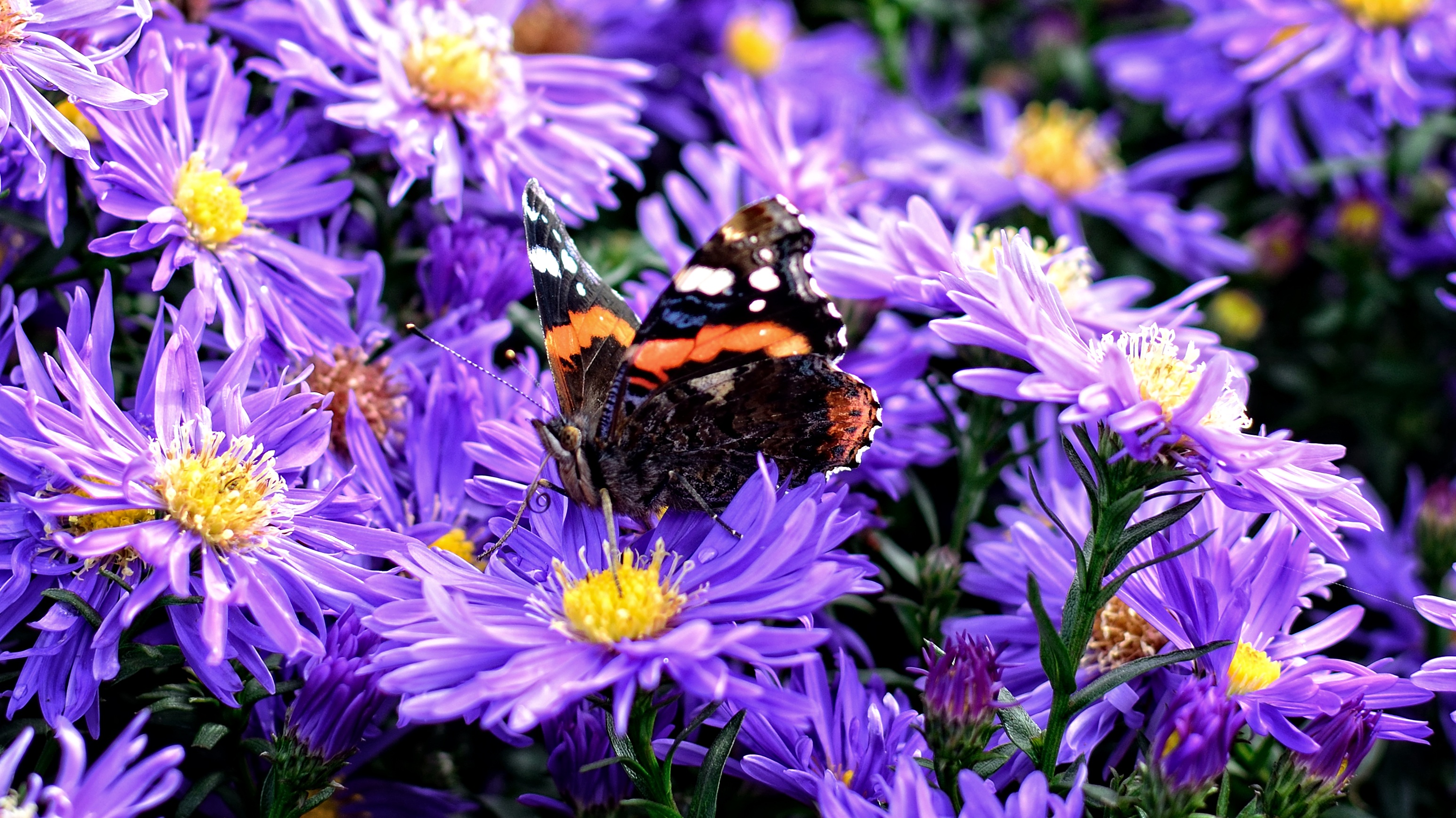 growth, autumn, animals in the wild, pollination, animal themes, insect, blossom, fragility, pollen, invertebrate, violet, aster dumosus, one animal, animal, HD Wallpaper