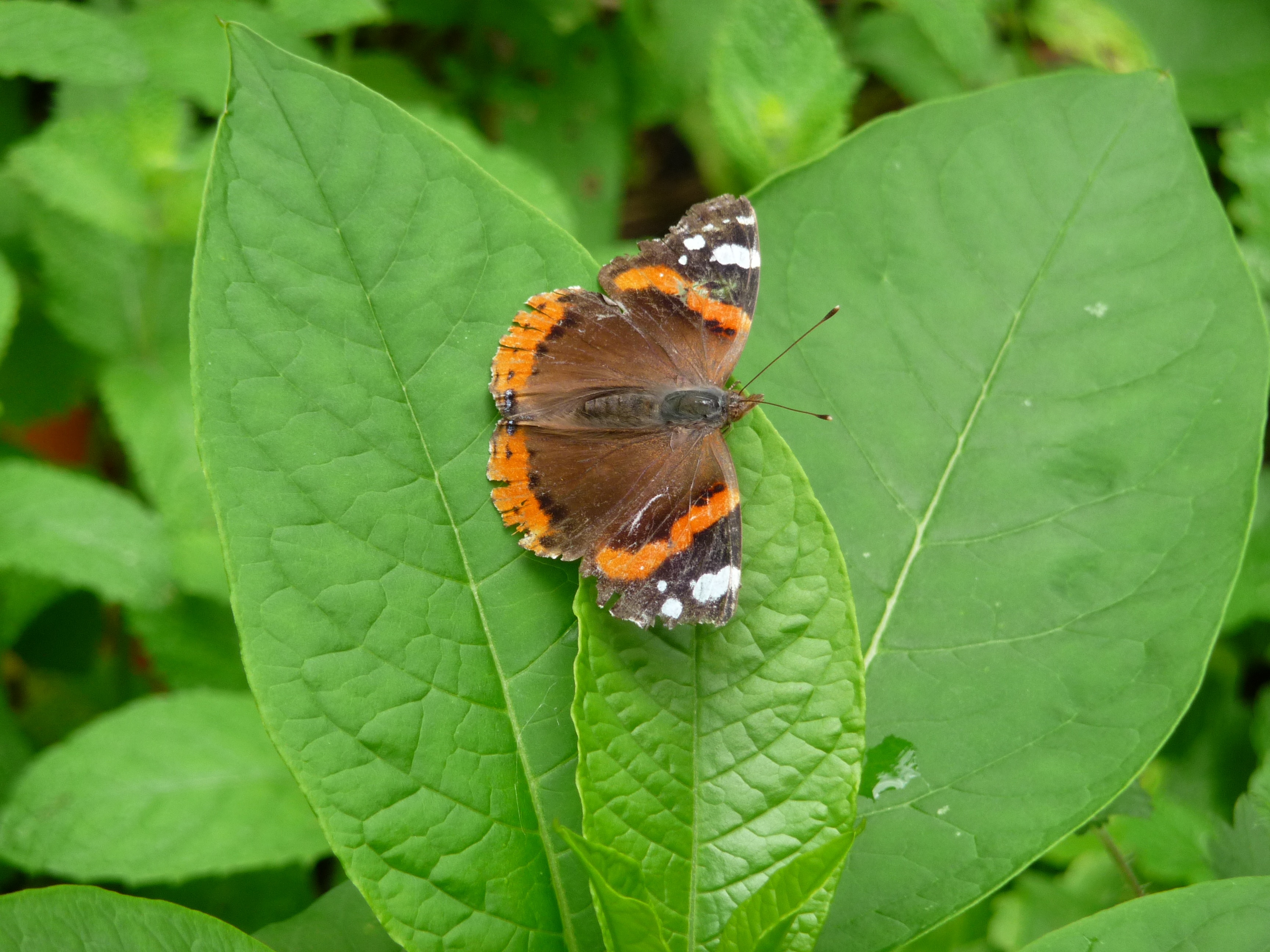 vanessa atalanta, animal wing, atalanta, animal themes, day, plant, green color, one animal, butterfly, animals in the wild, close-up, outdoors, invertebrate, HD Wallpaper