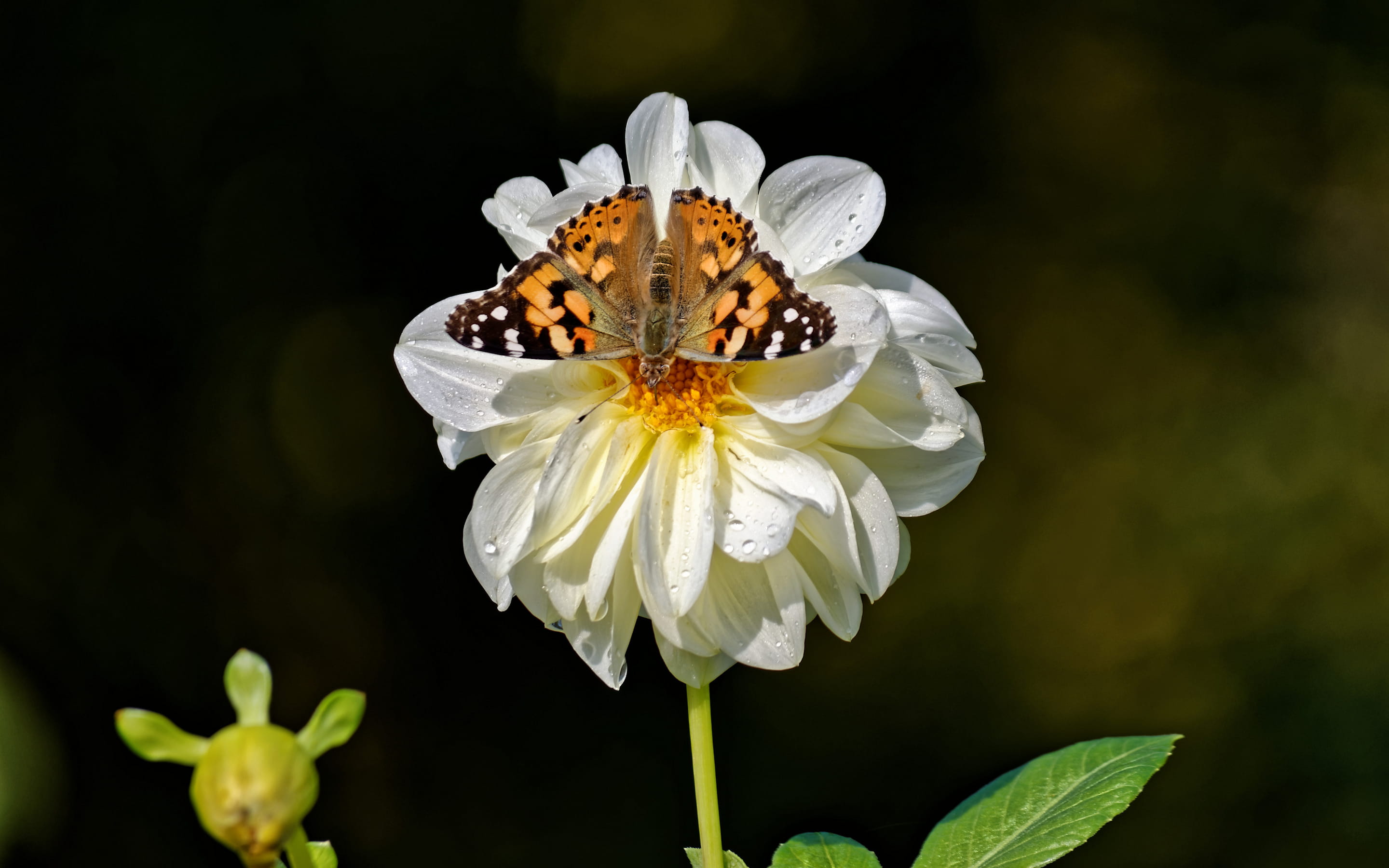 blossom, beauty in nature, animal themes, pollination, bloom, animals in the wild, animal wing, butterfly, season, freshness, flower head, petals, garden, HD Wallpaper