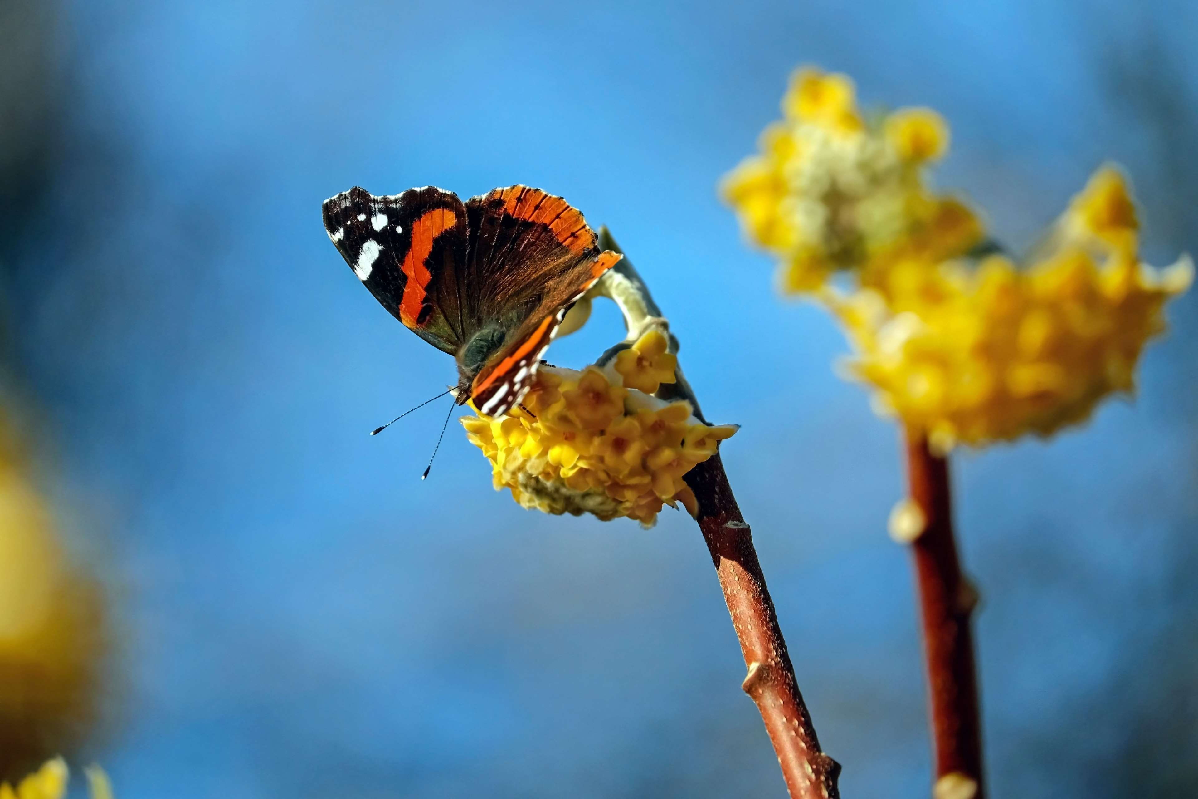 animal wing, edelfalter, pollination, sitting, animal wildlife, 4K, animal themes, flower head, plant, no people, admiral, colorful, animal, butterfly - insect, HD Wallpaper