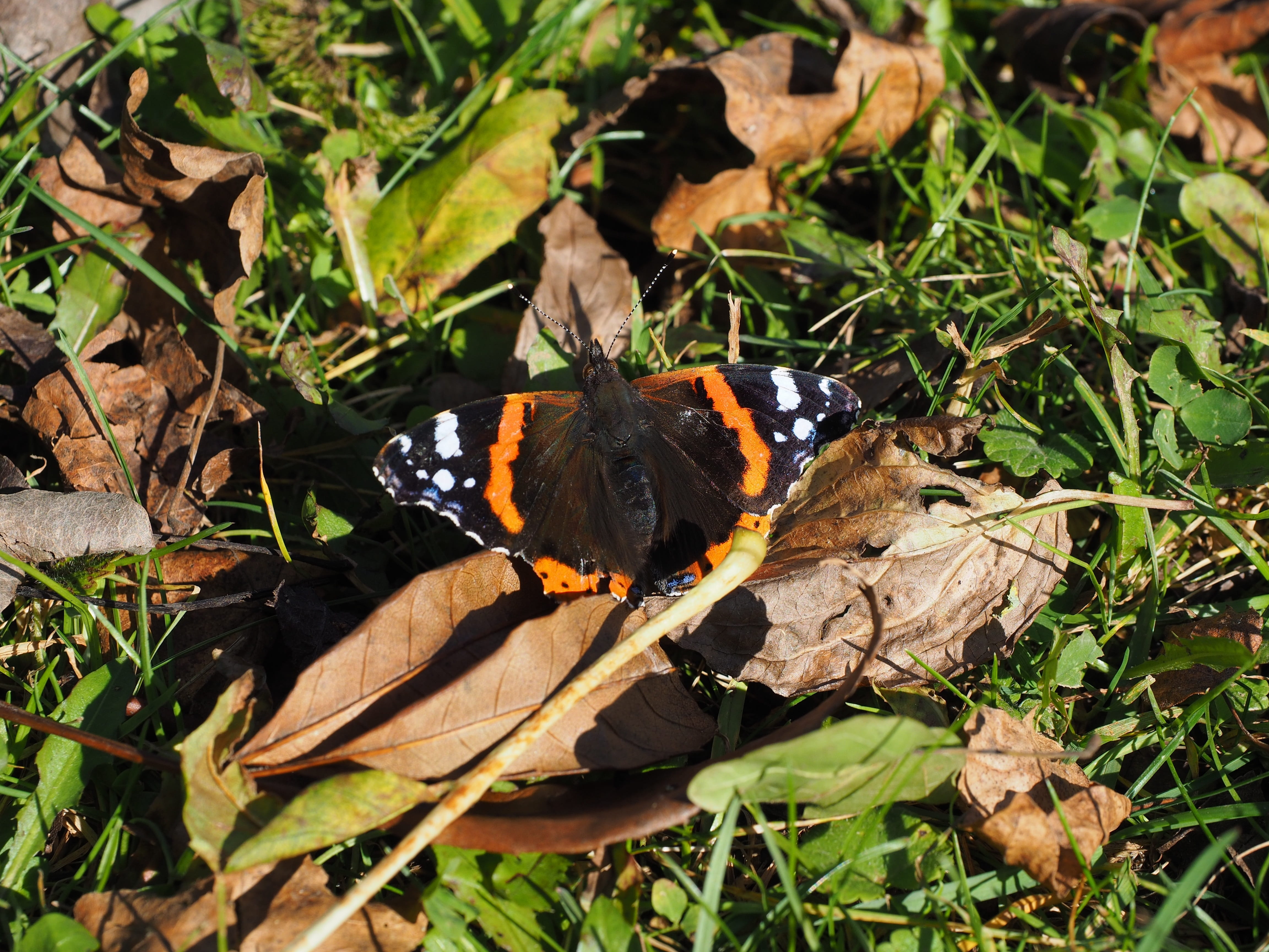 leaf, plant, animal wildlife, sunlight, outdoors, pyrameis atalanta, edelfalter, invertebrate, 4K, butterfly, beauty in nature, plant part, butterfly - insect, HD Wallpaper